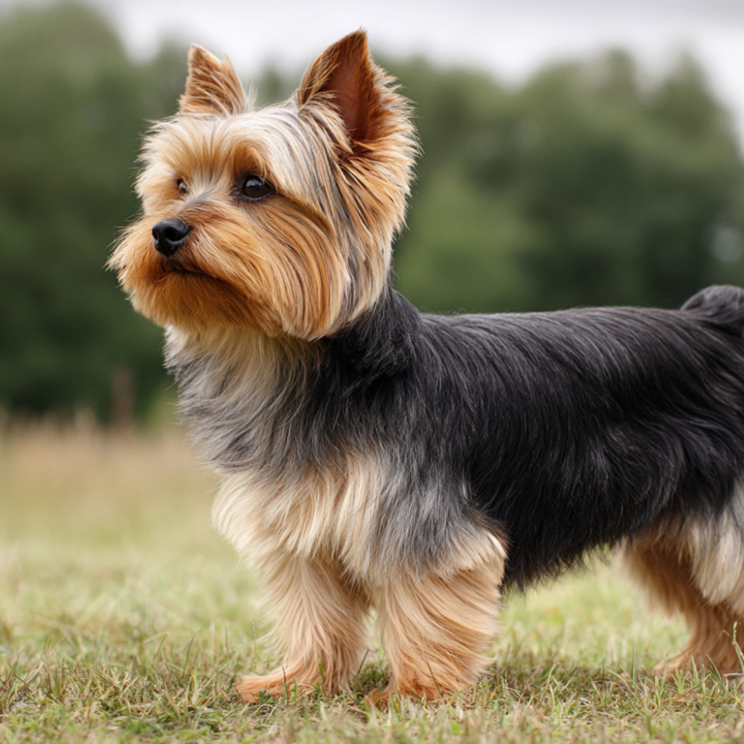 Yorkshire terrier