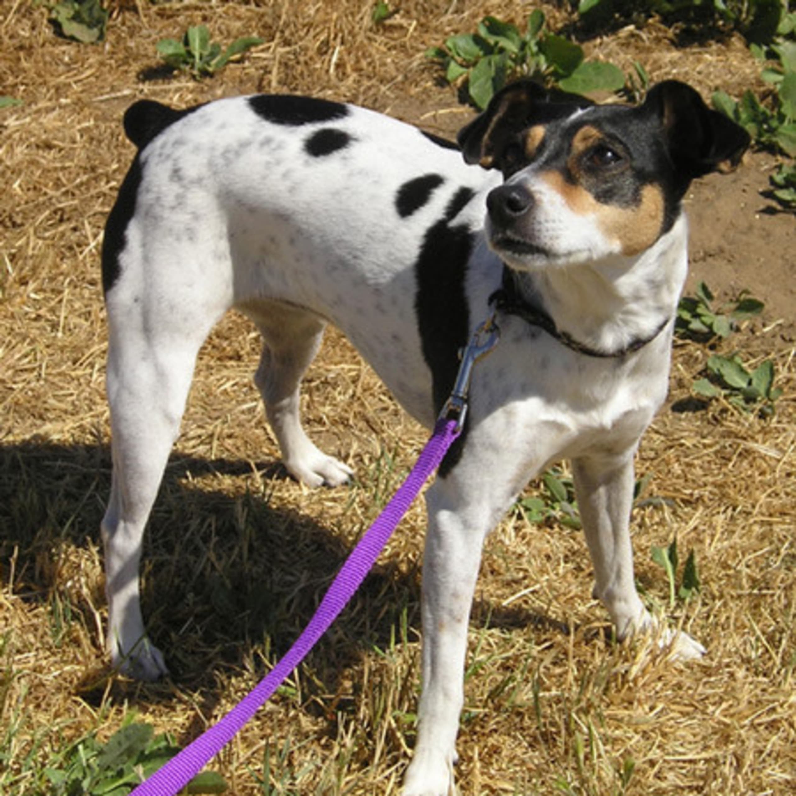 Rat Terrier