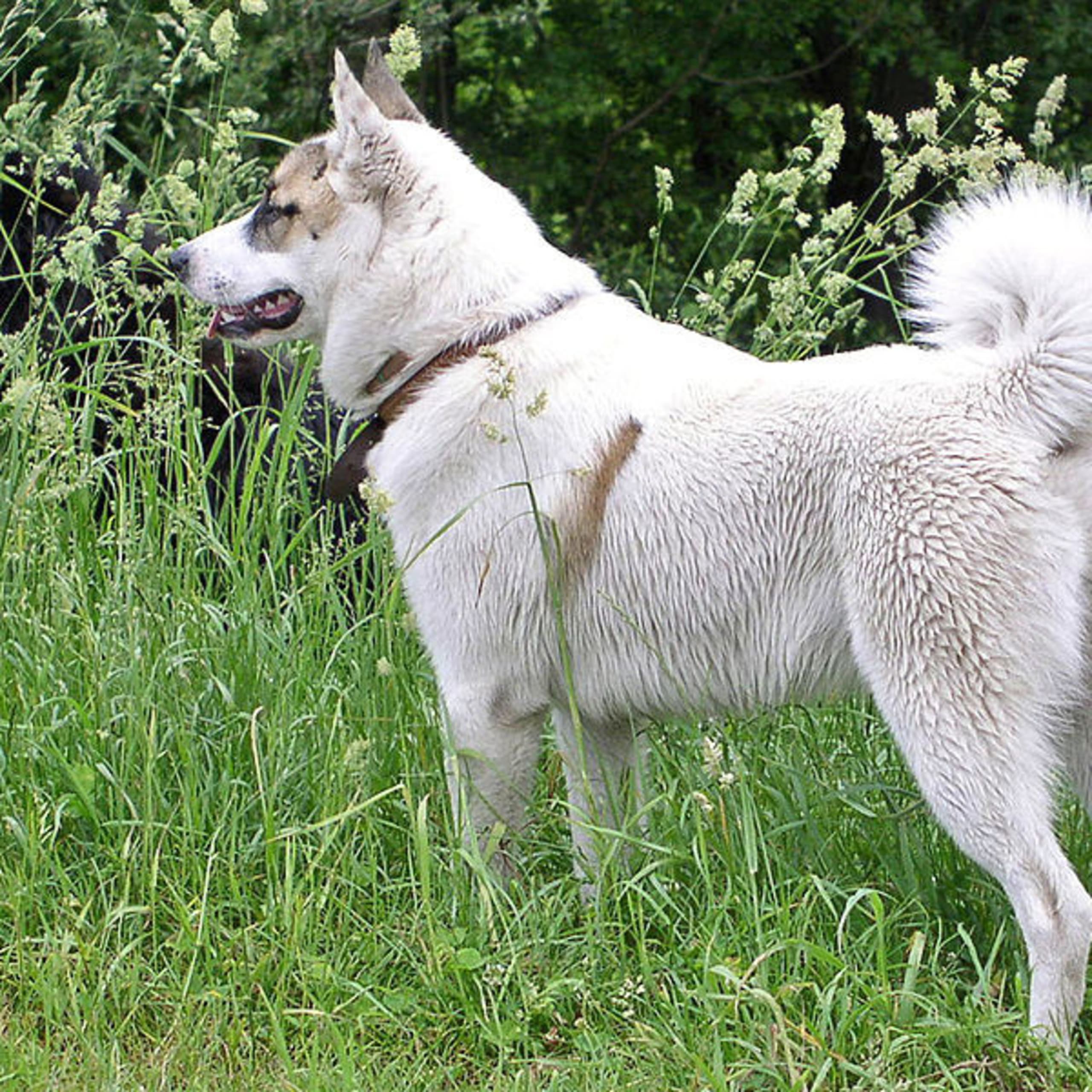 West Siberian Laika