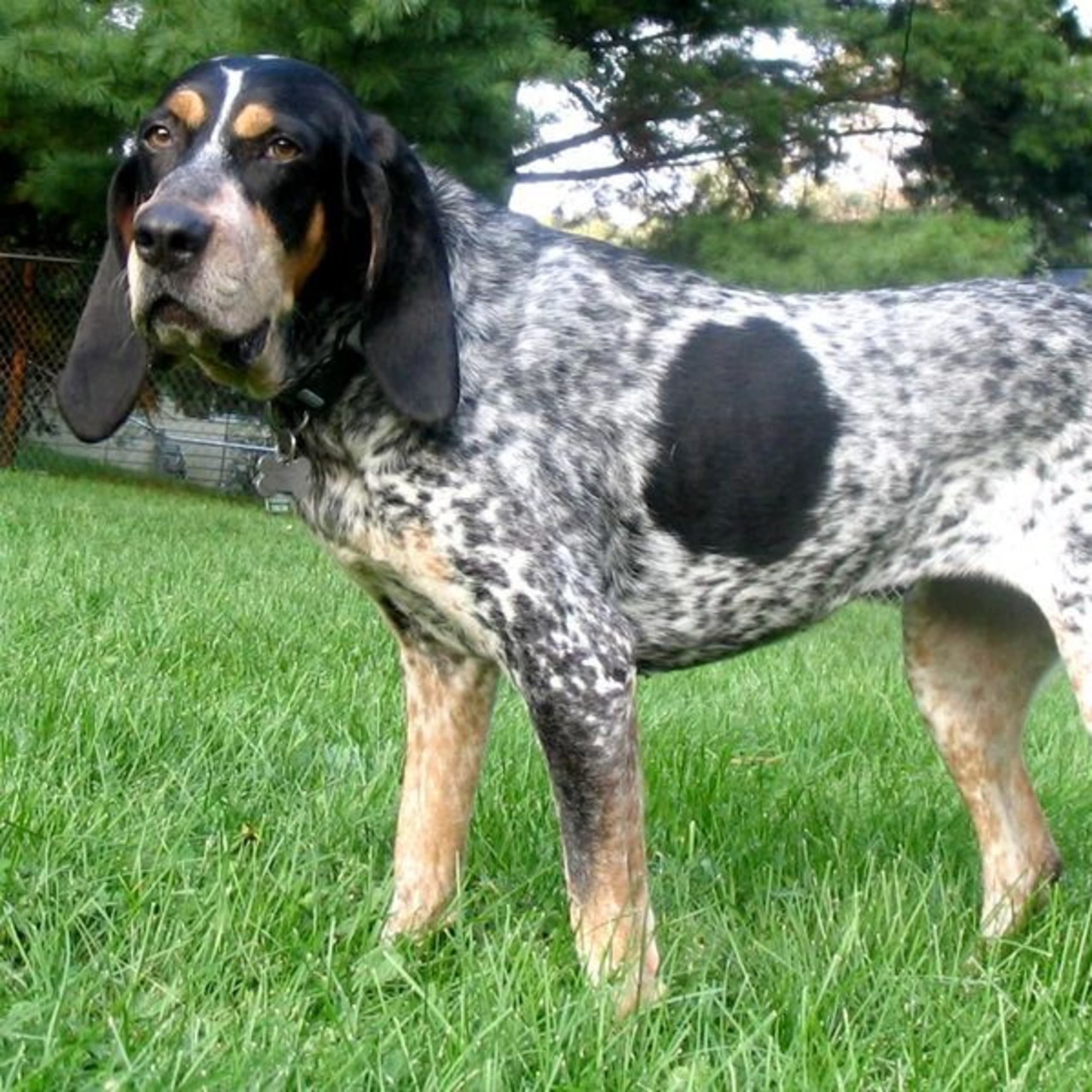 Bluetick coonhound