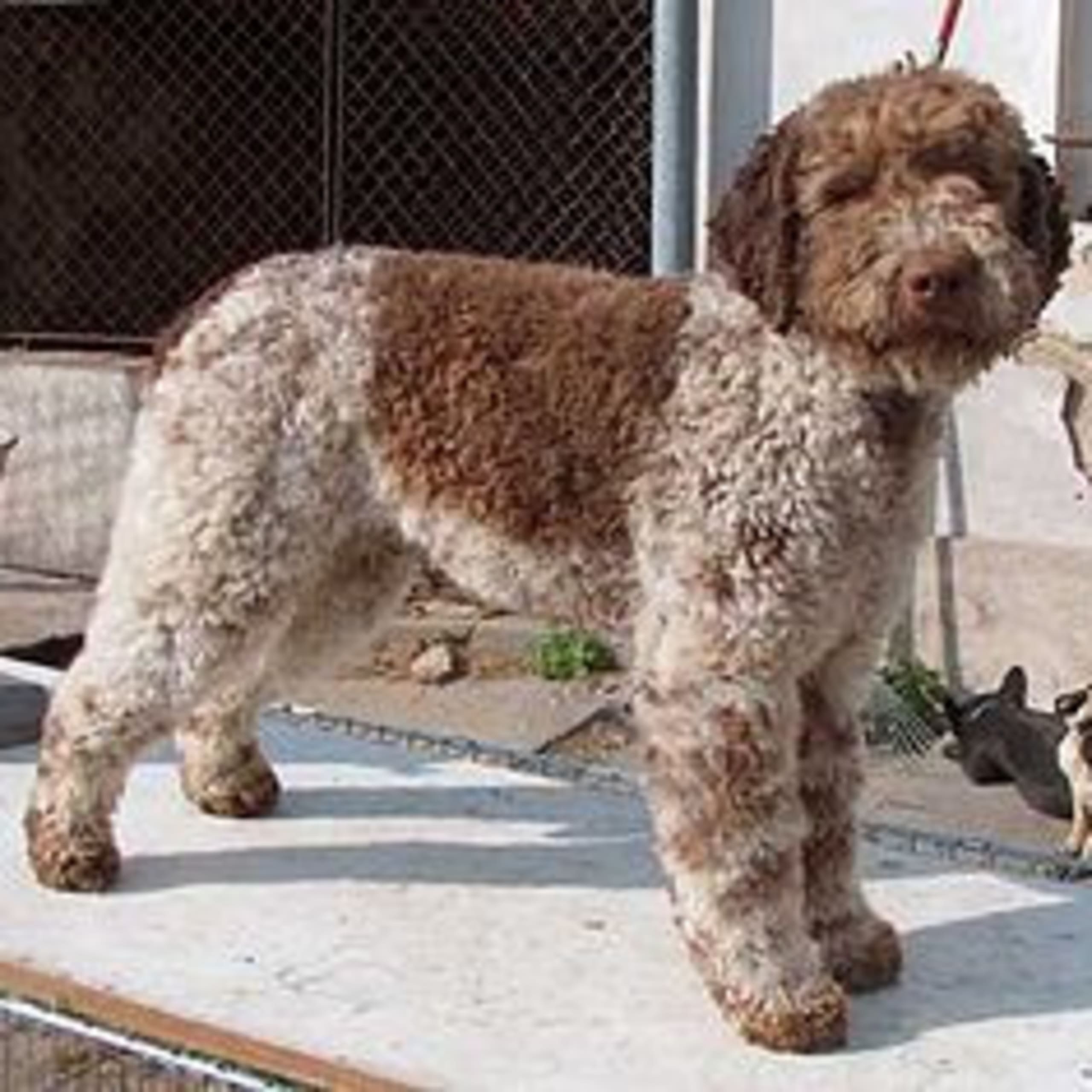 Lagotto Romagnolo