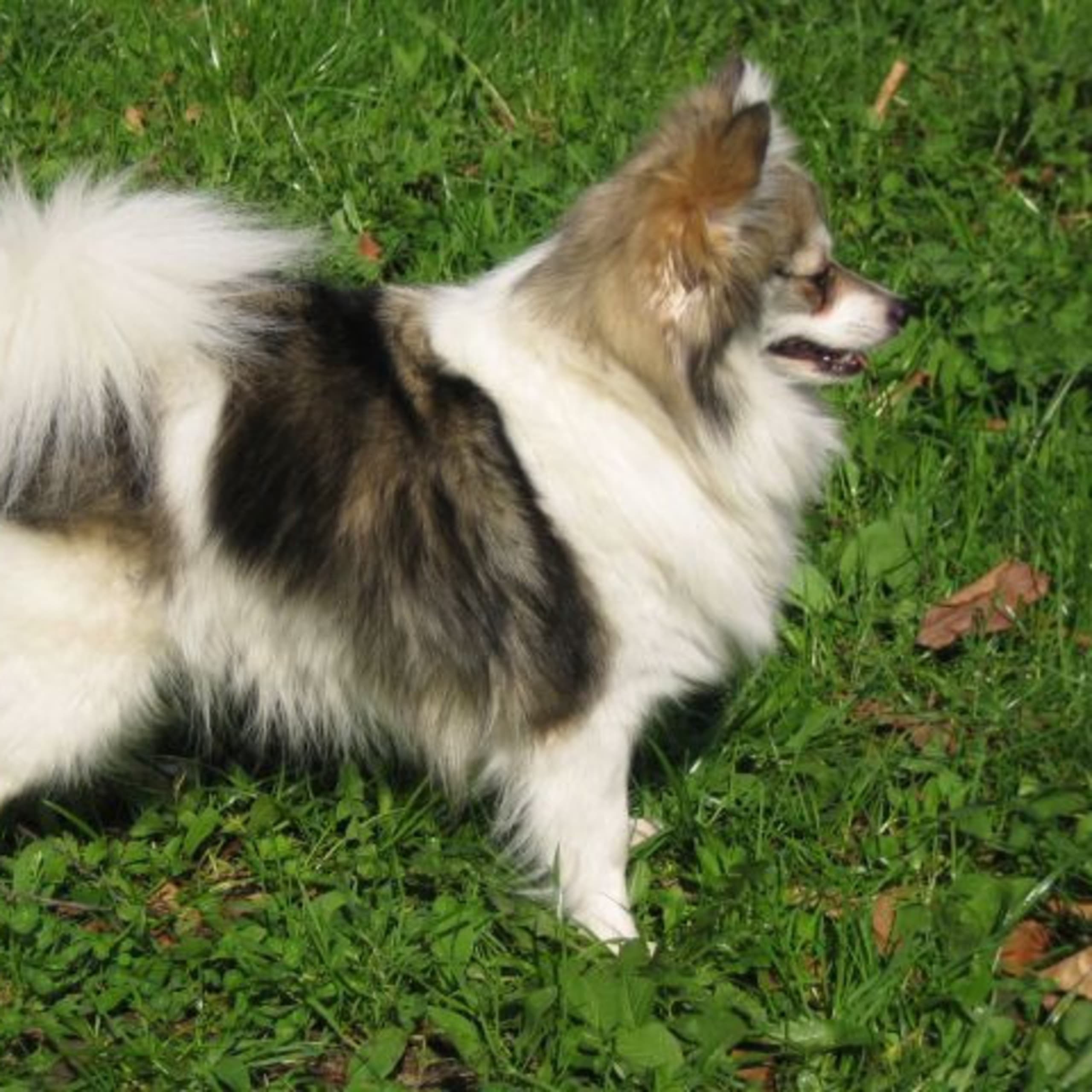 German Spitz – Kleinspitz