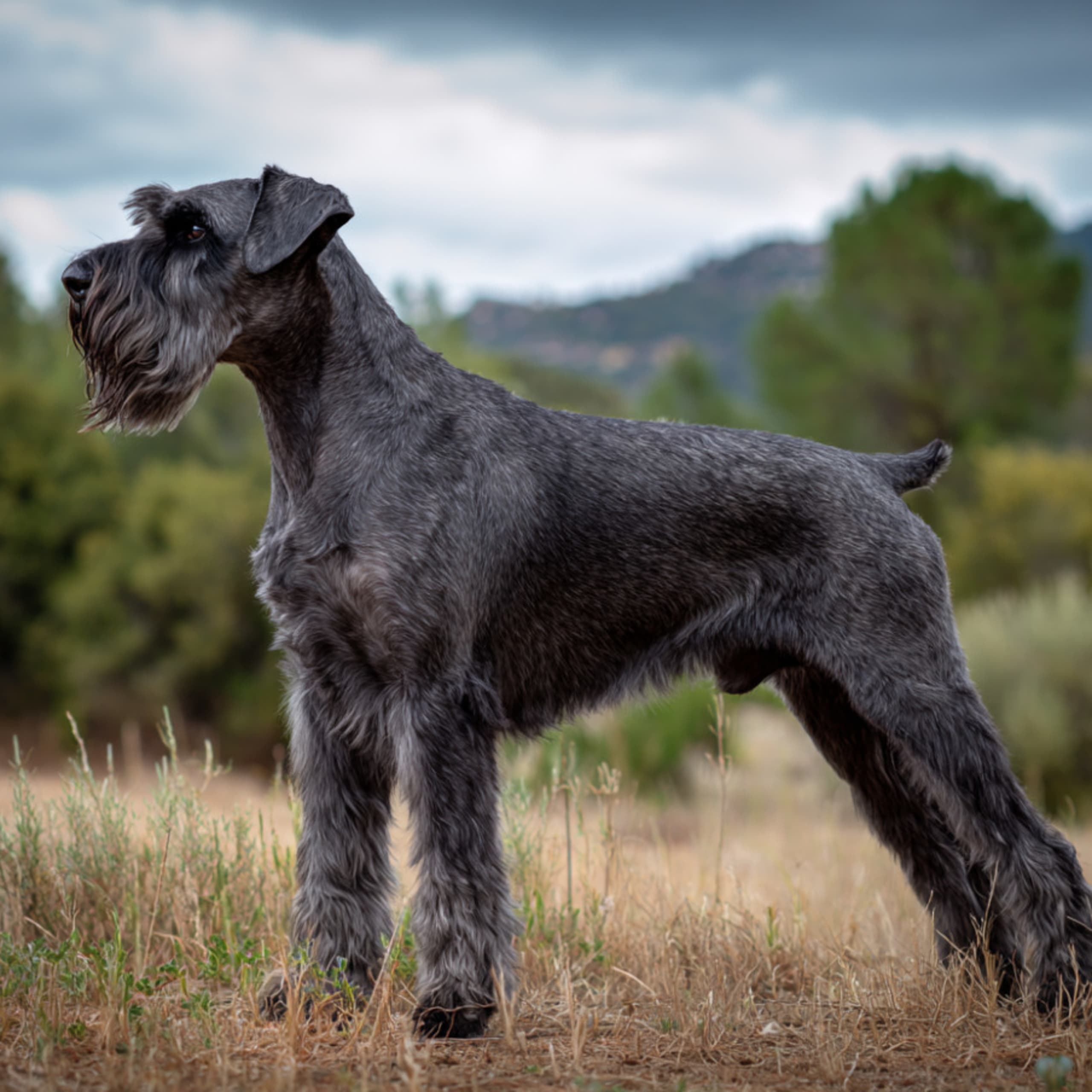 Giant Schnauzer