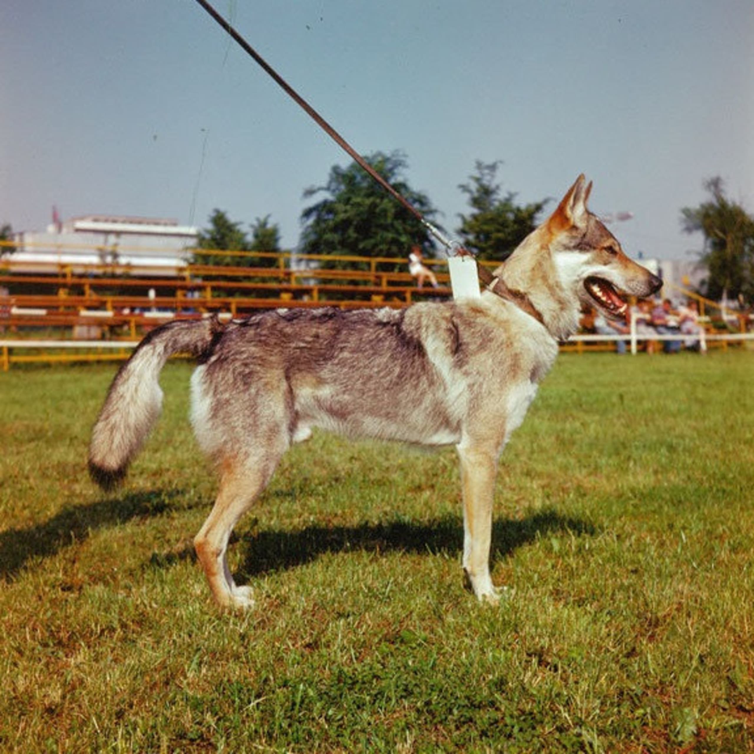Czechoslovakian Wolfdog