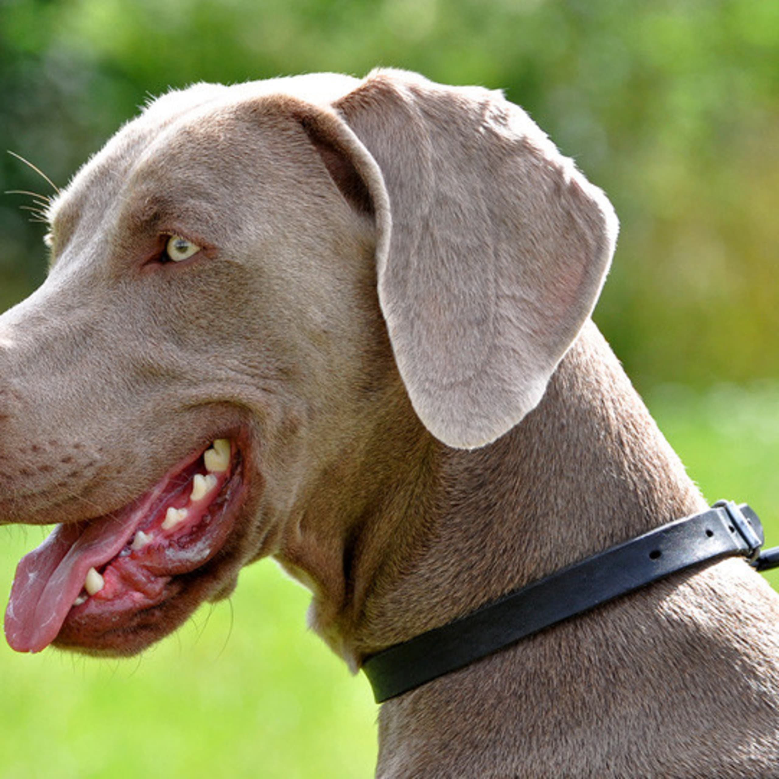 Weimaraner
