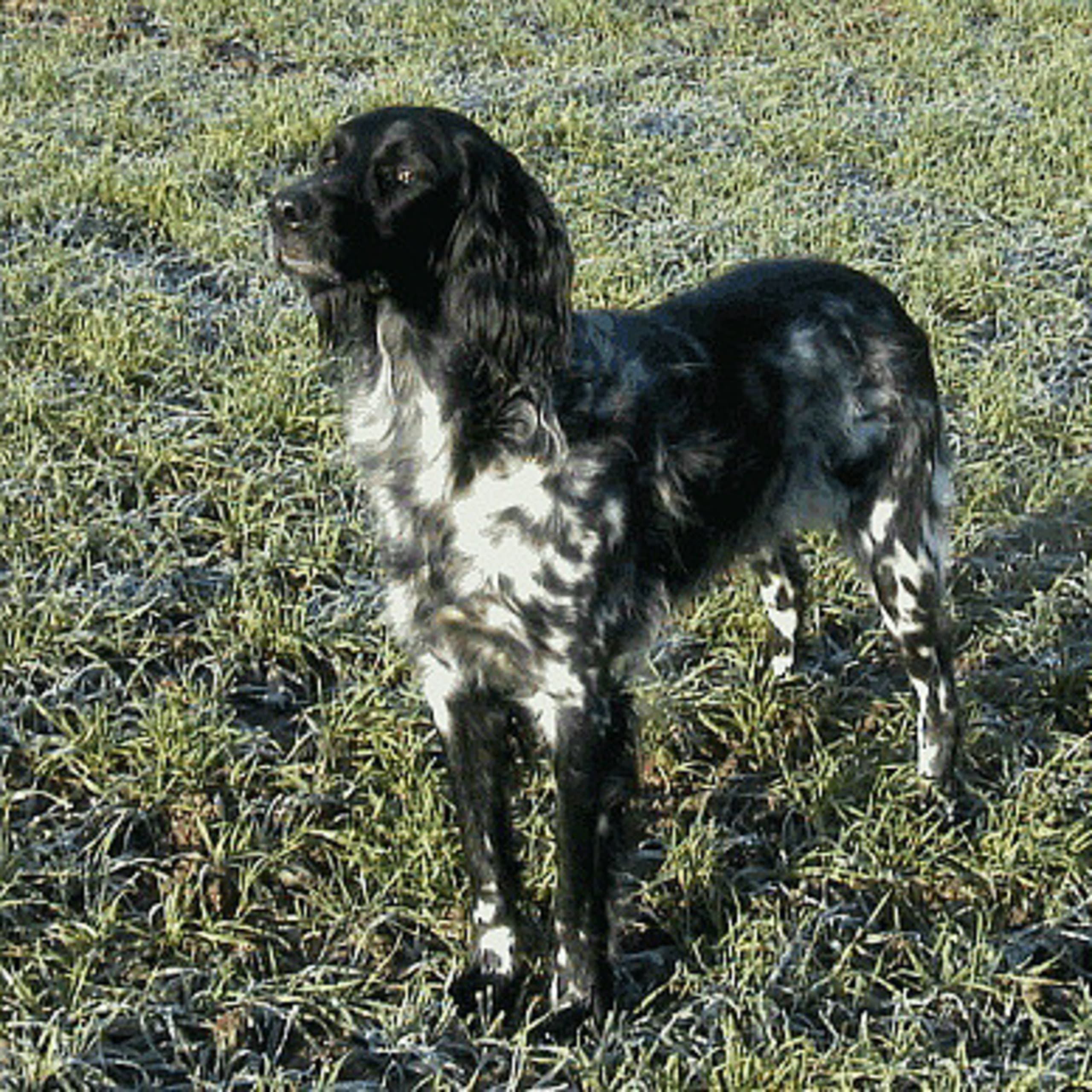 Large Münsterländer