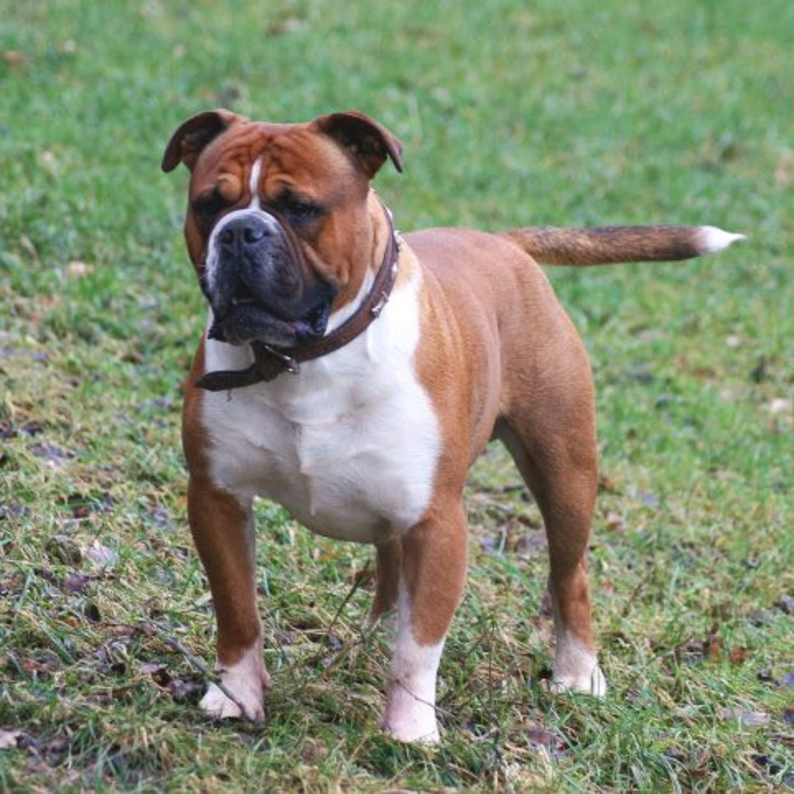 Olde english bulldogge