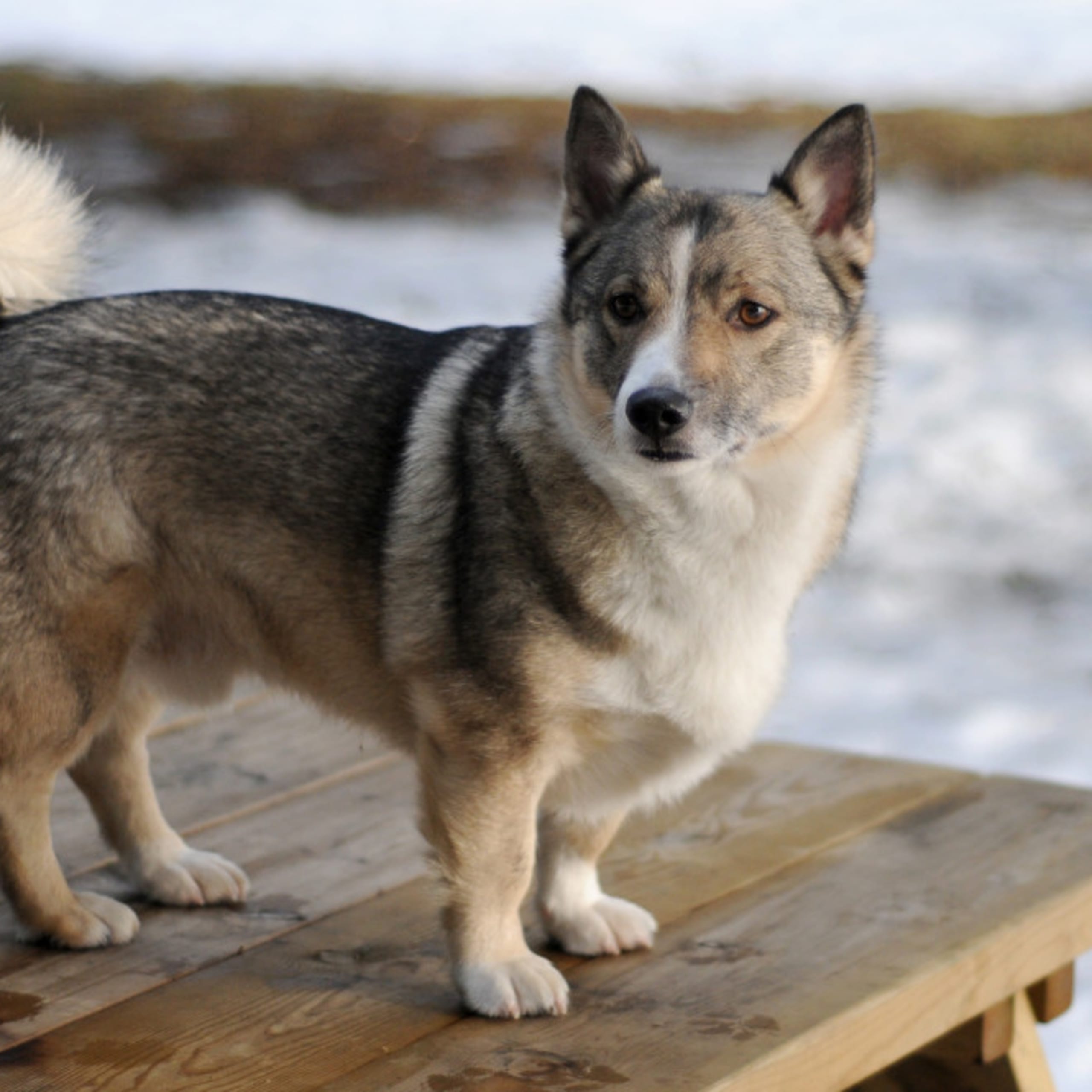 Västgötaspets