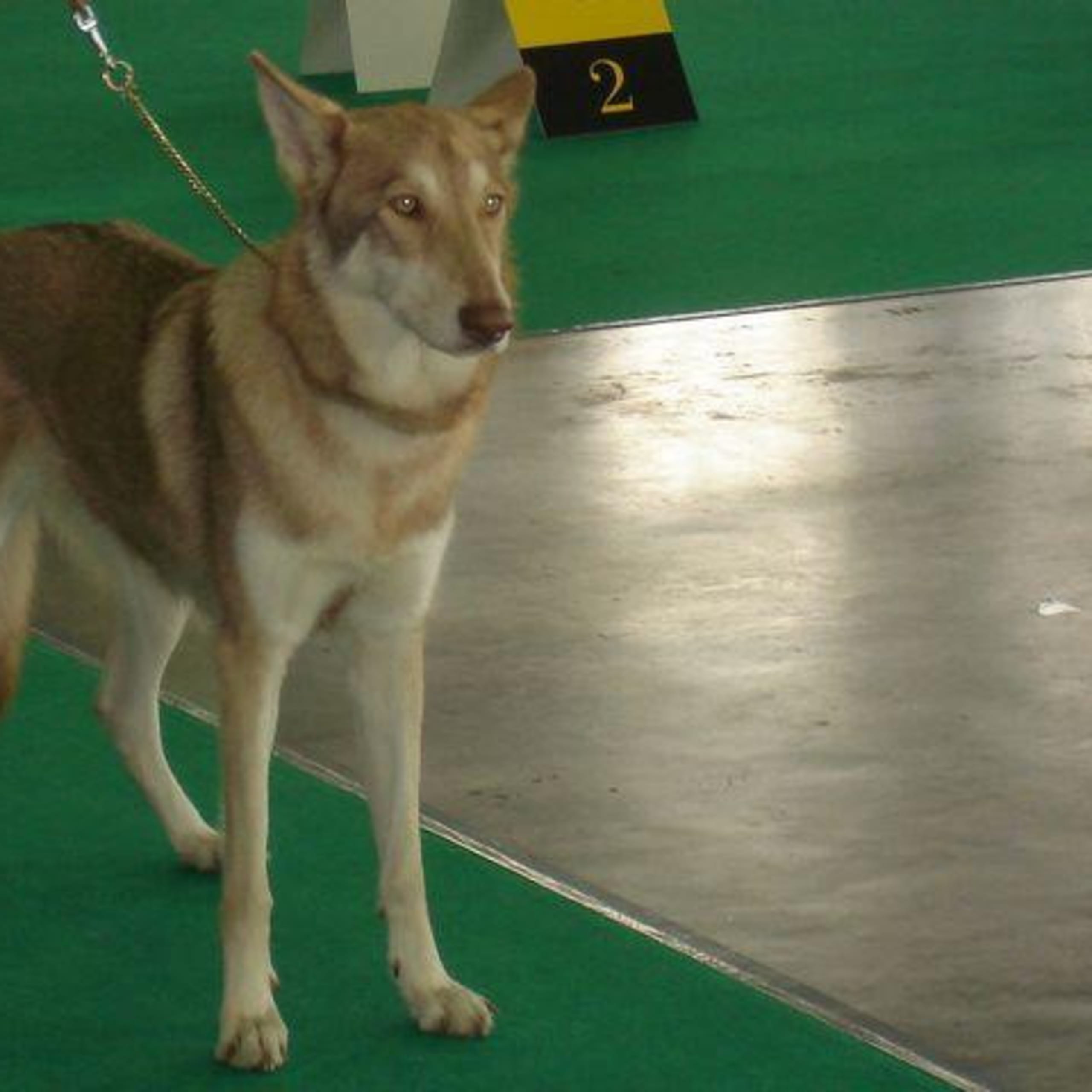 Saarloos Wolfdog