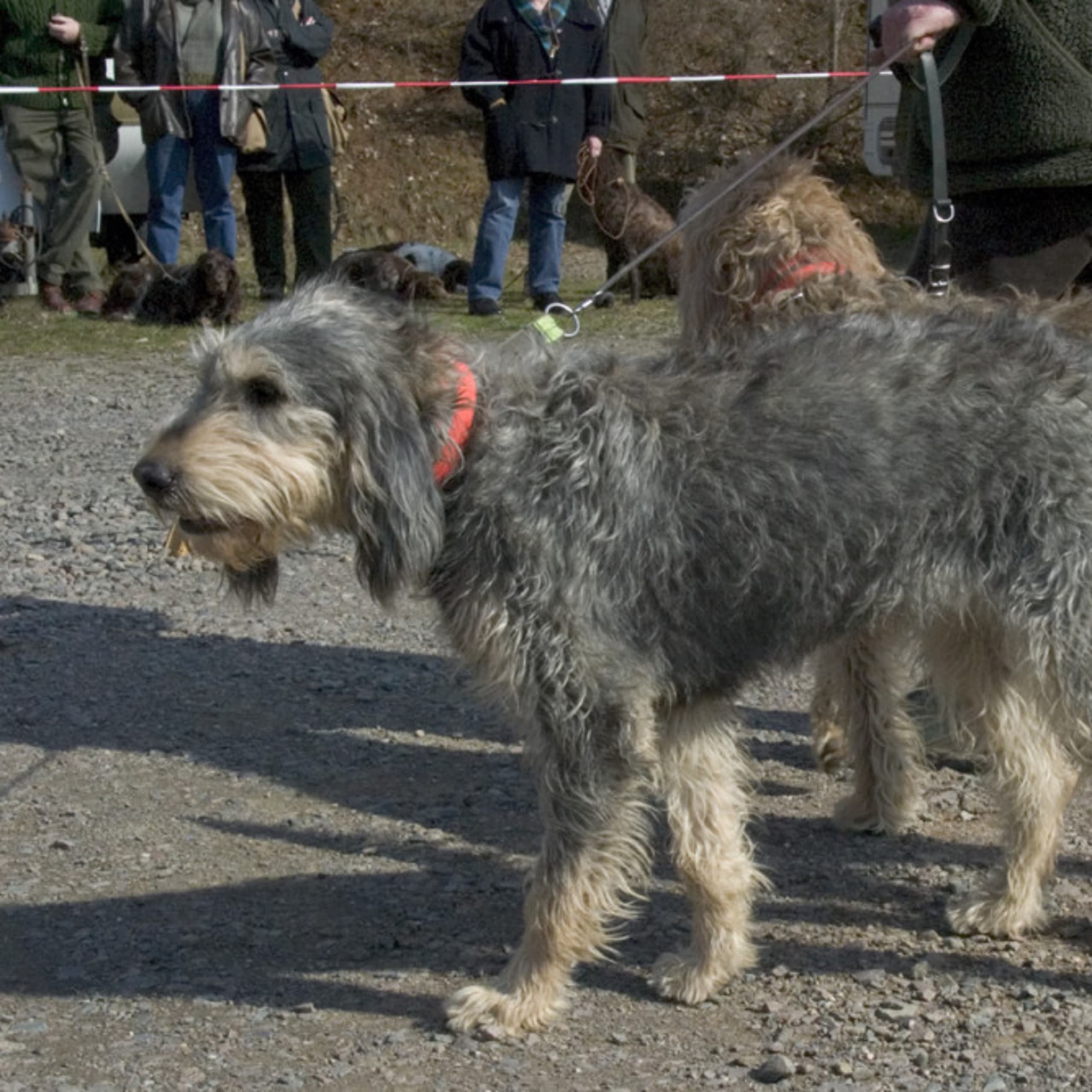 Griffon Nivernais
