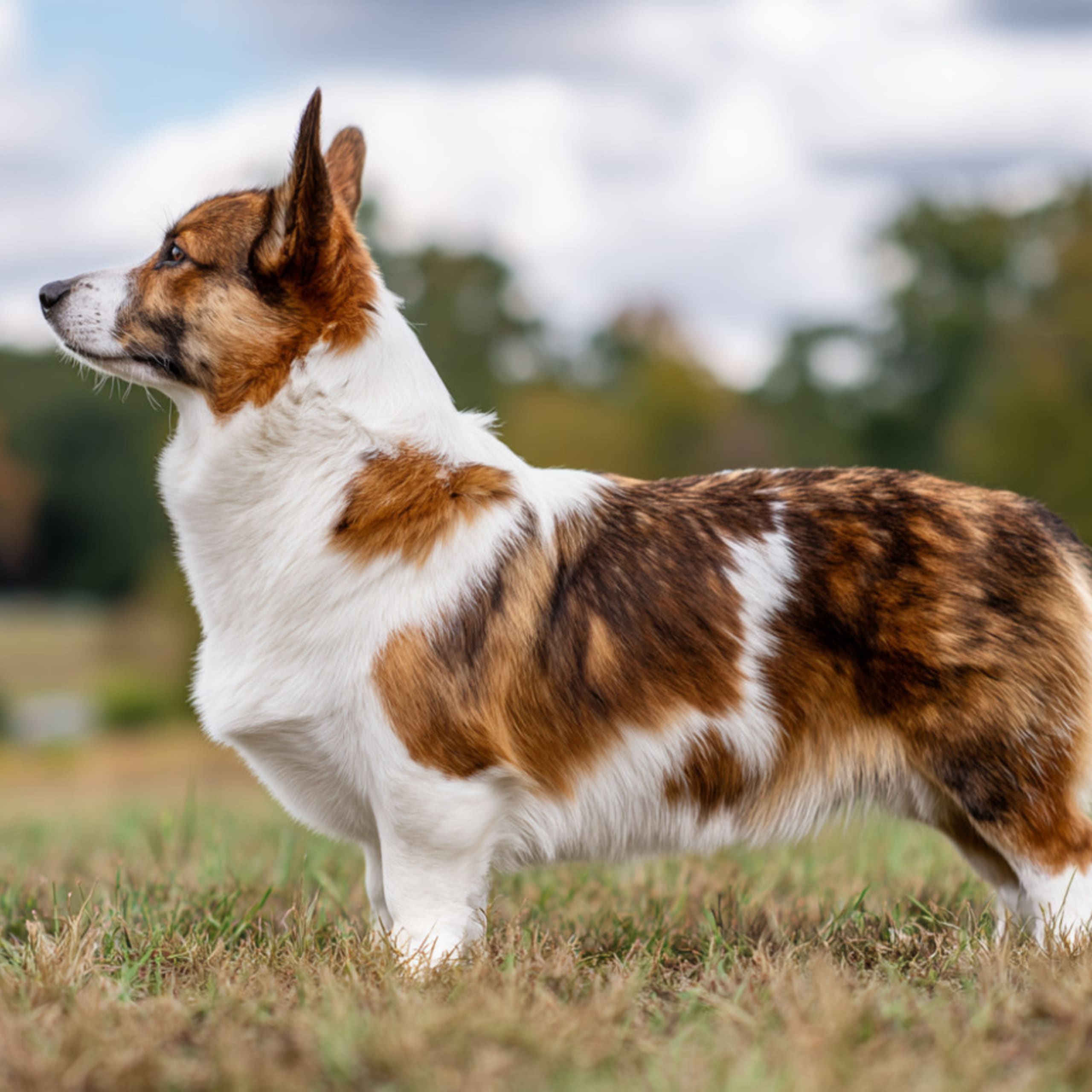 Welsh corgi cardigan