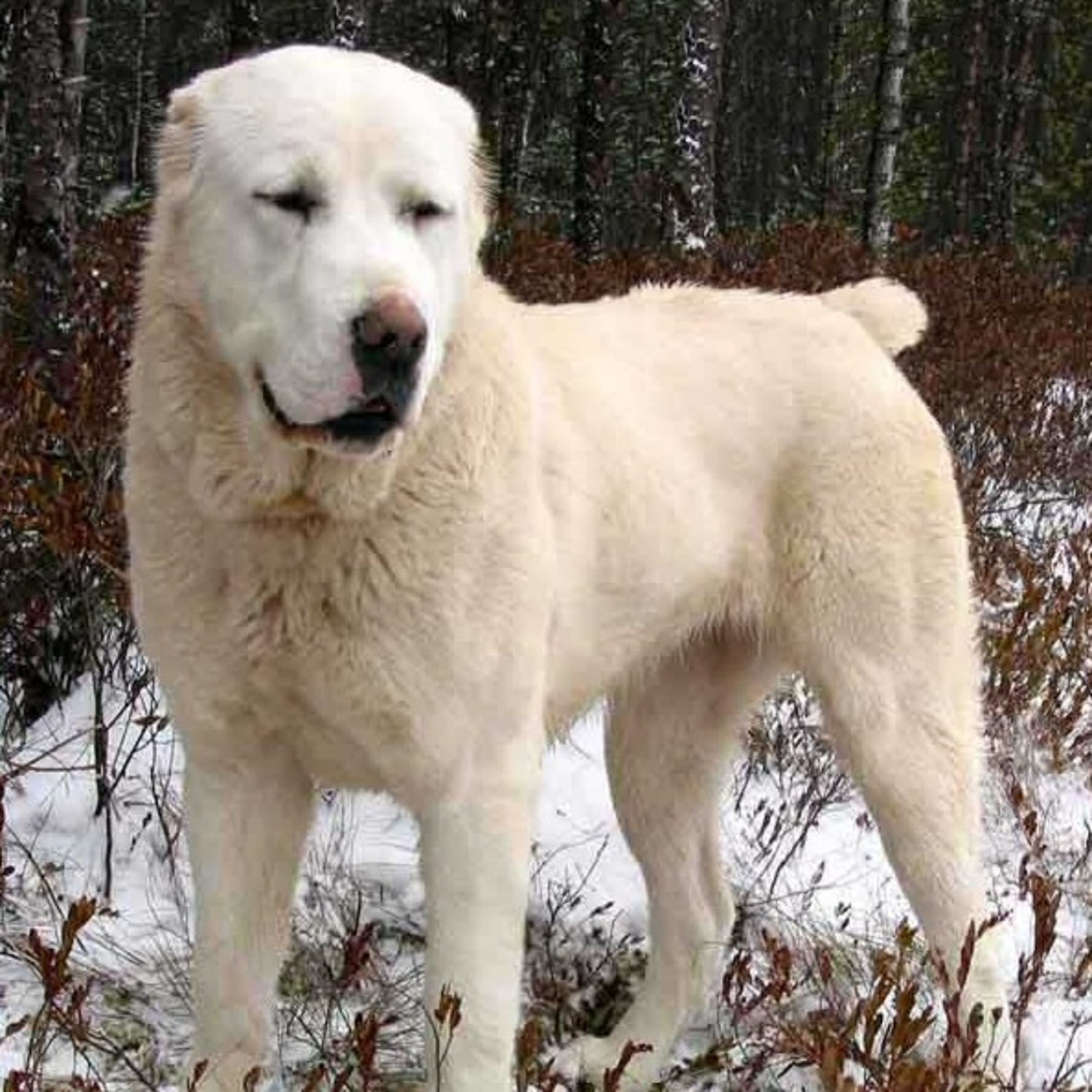 Central Asian Shepherd Dog