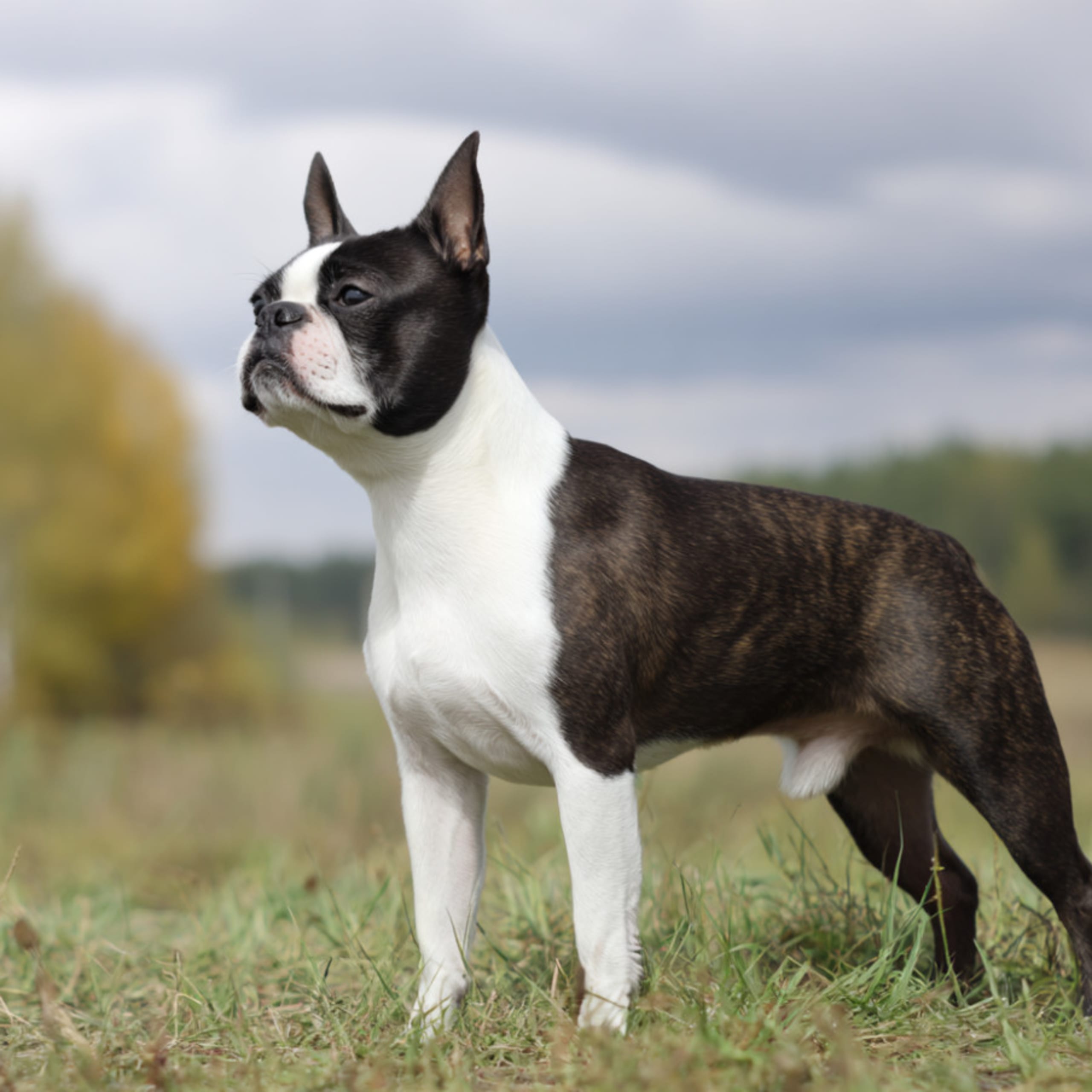 Bostonterrier