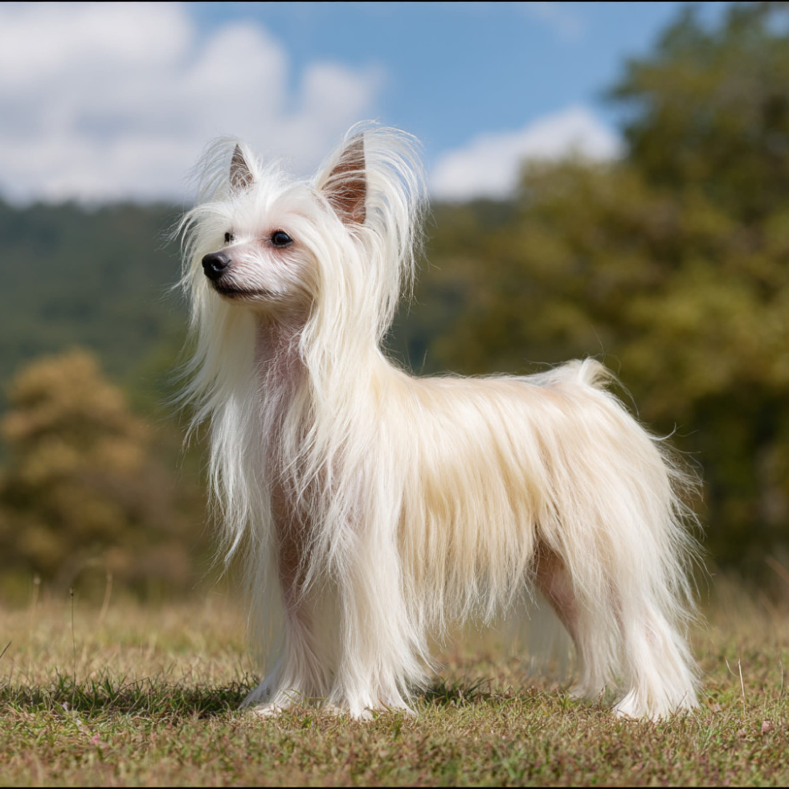 Chinese crested dog