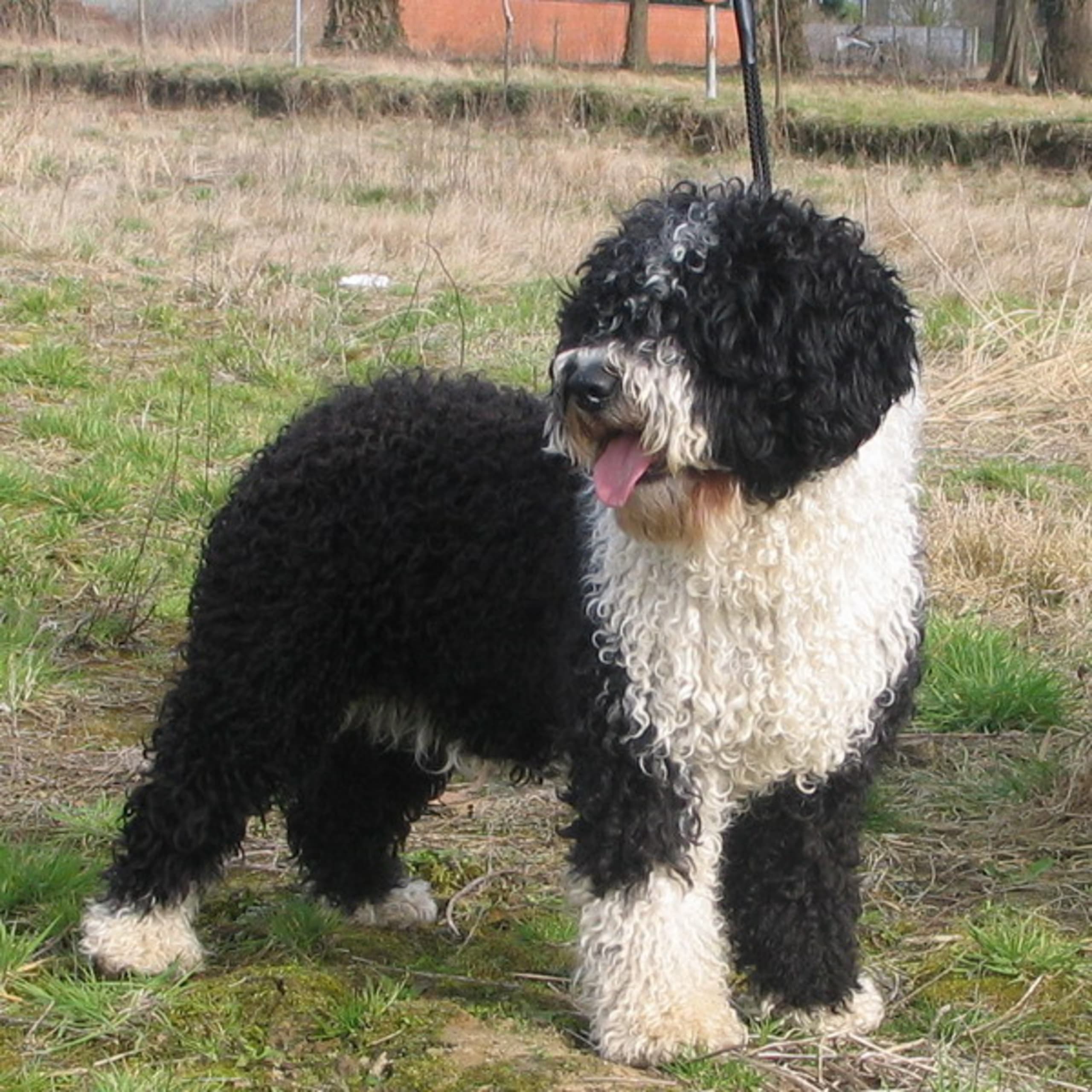 Spanish Water Dog (Perro de Agua Espanol)