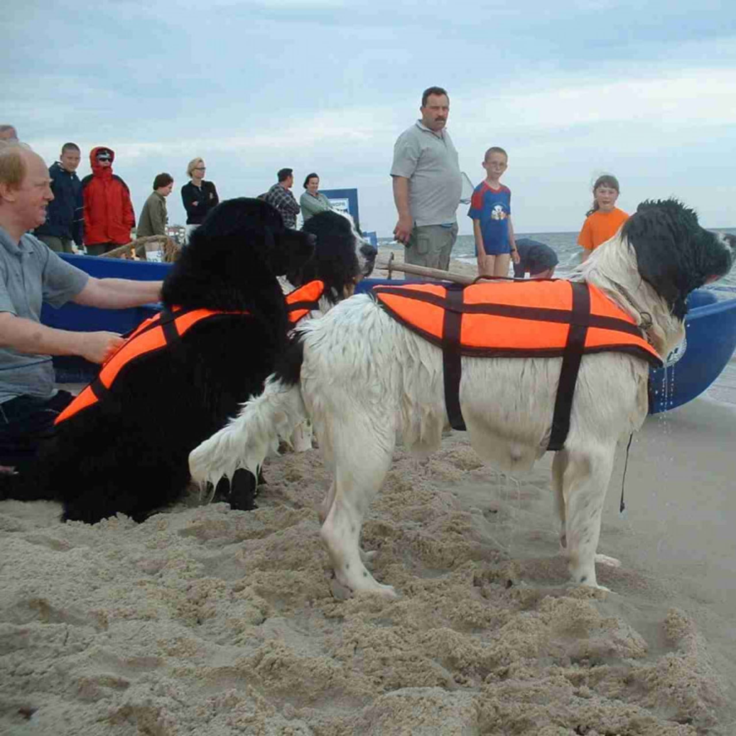 Landseer