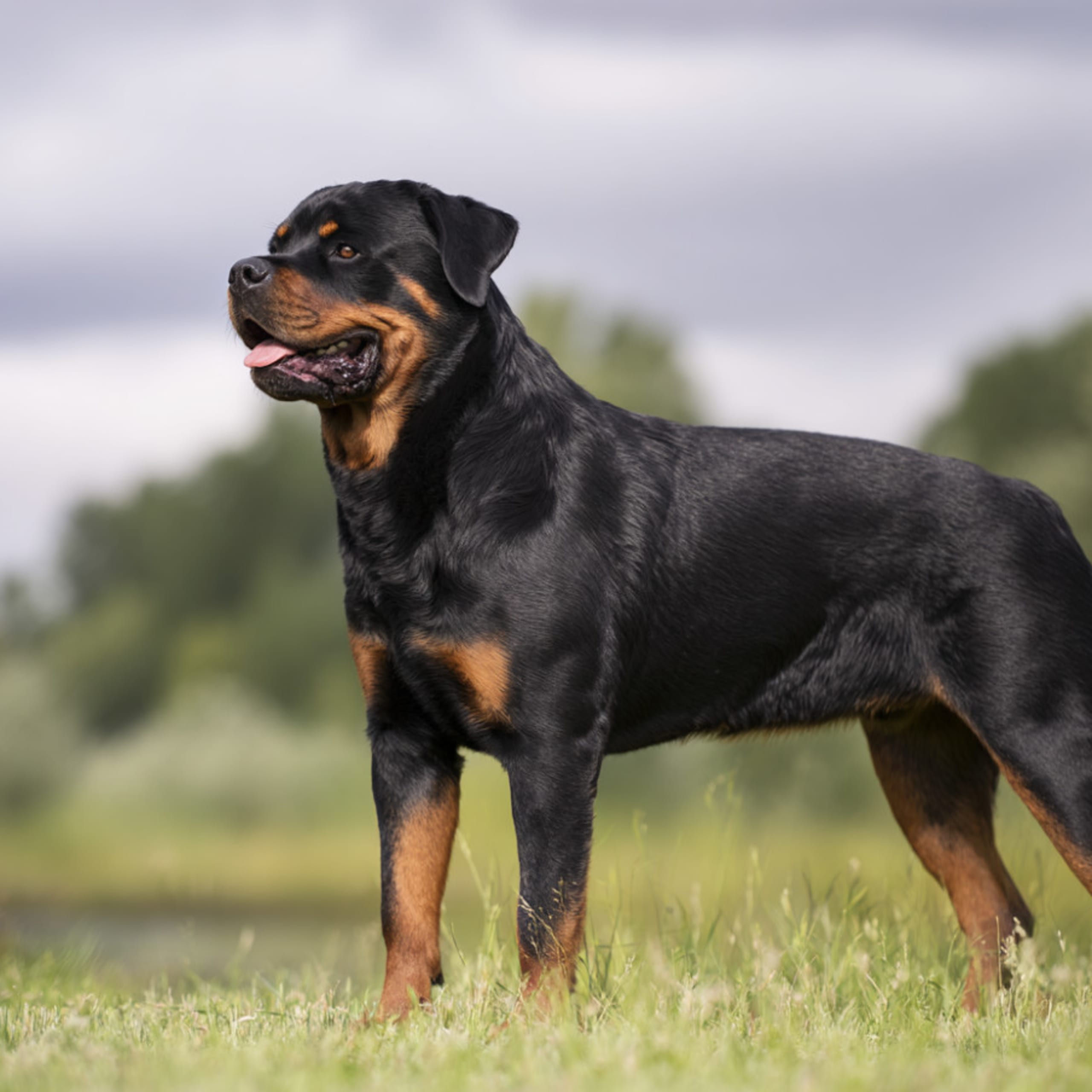 Rottweiler