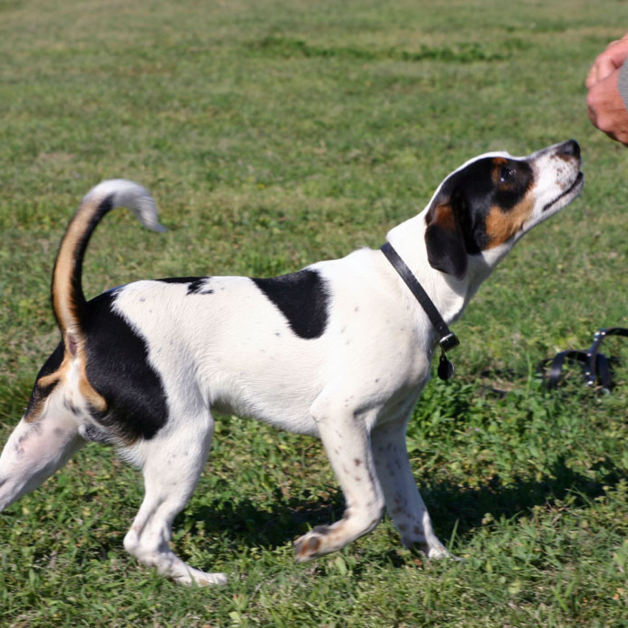 Danish Swedish Farmdog