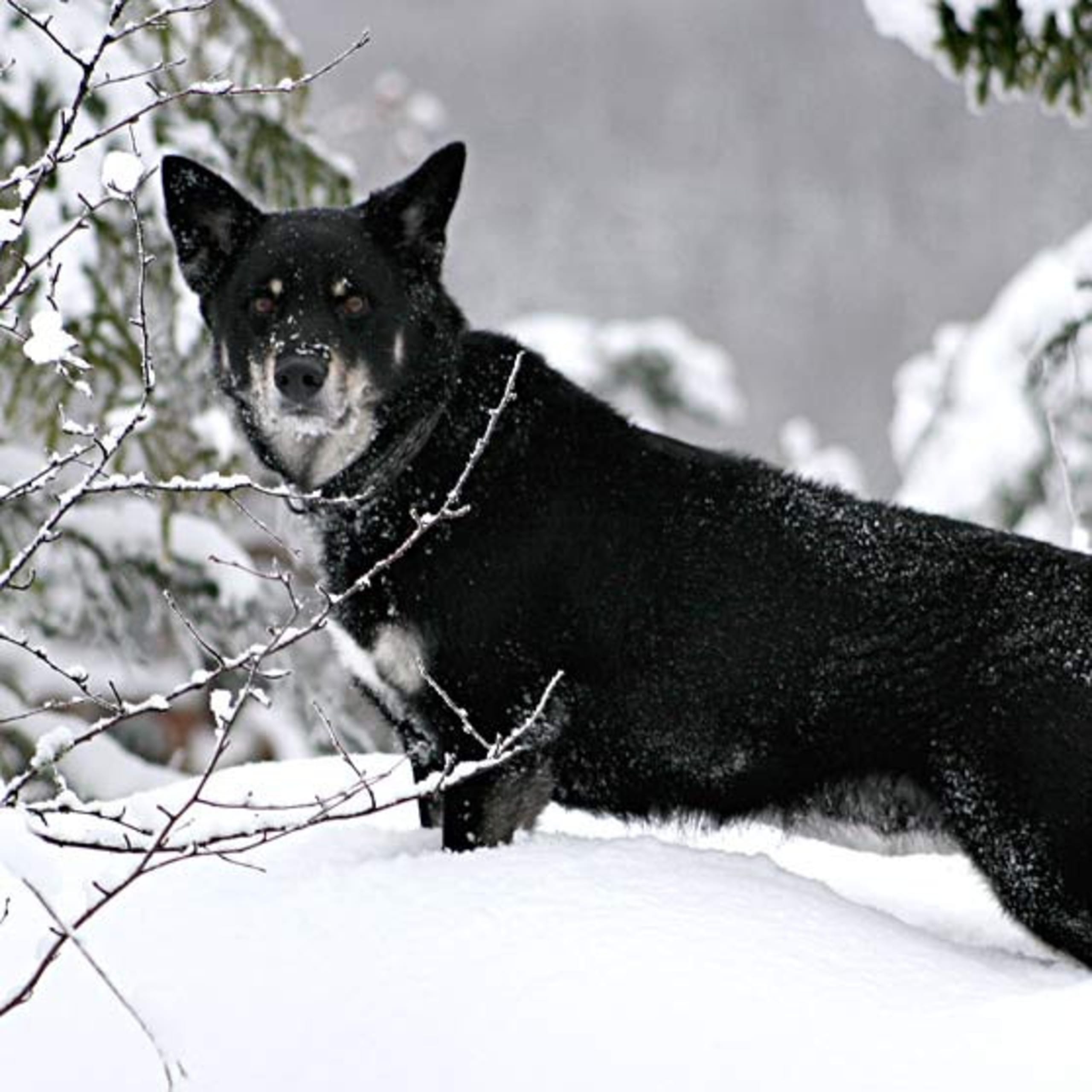 Lapponian Herder