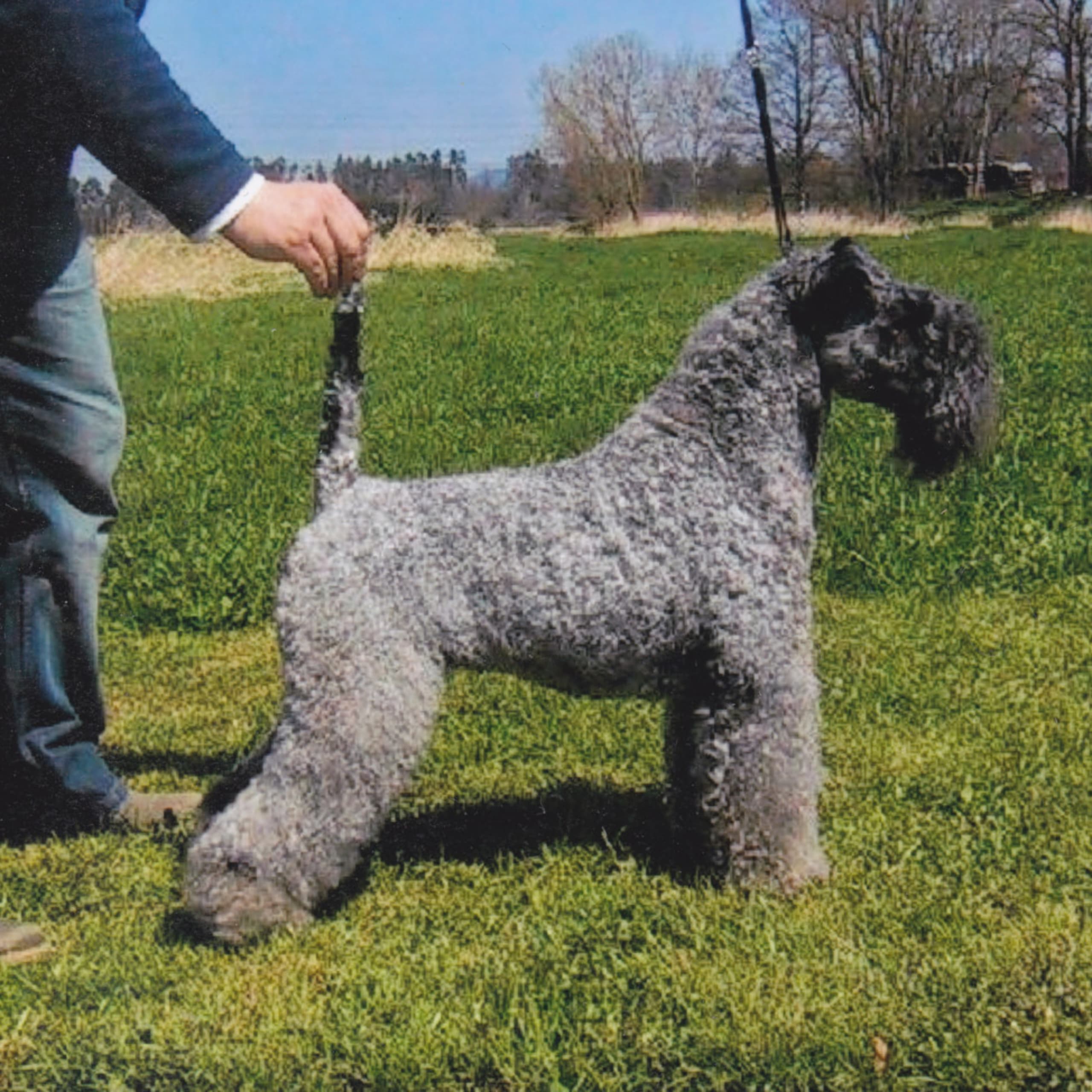 Kerry blue terrier