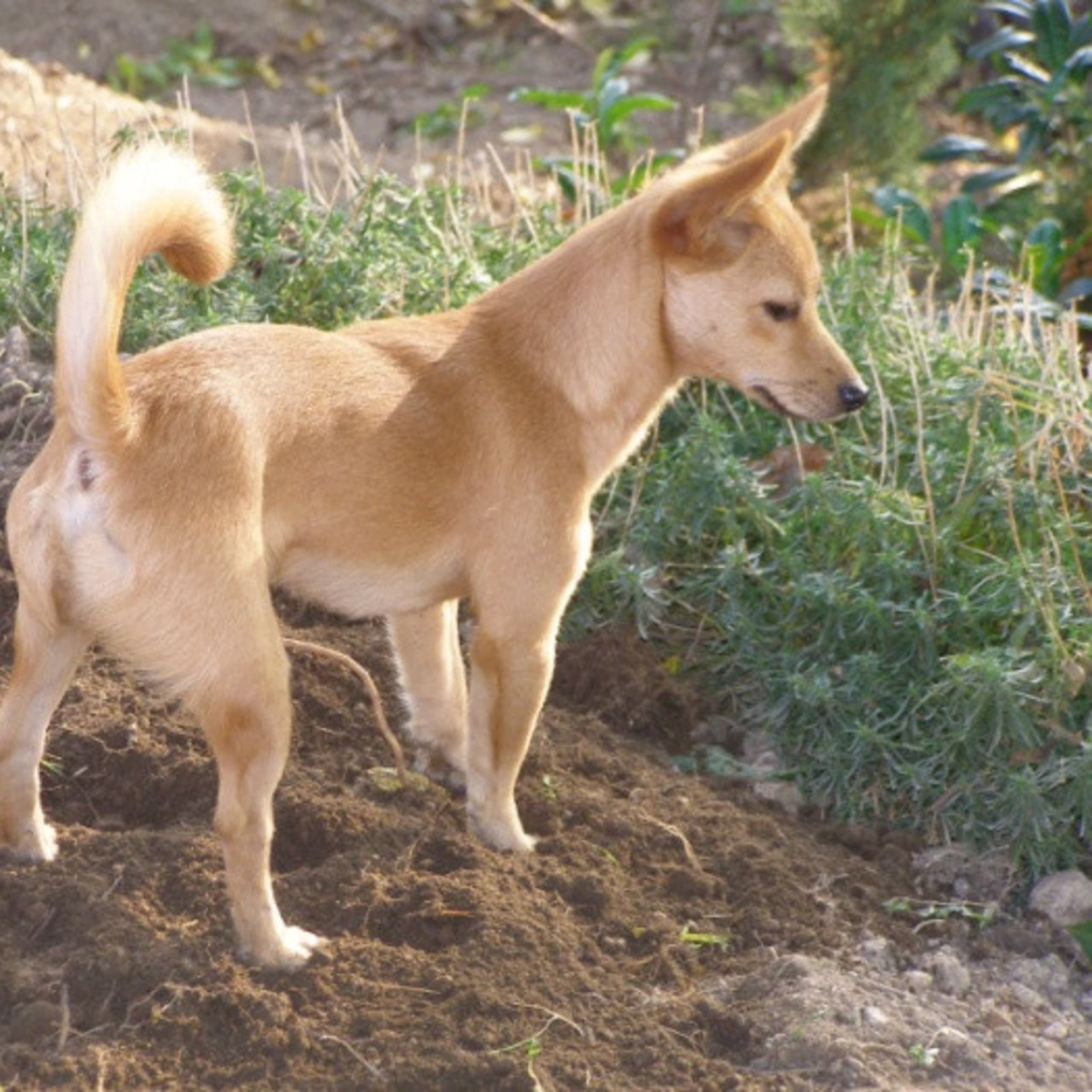Portuguese Podengo Pequeno