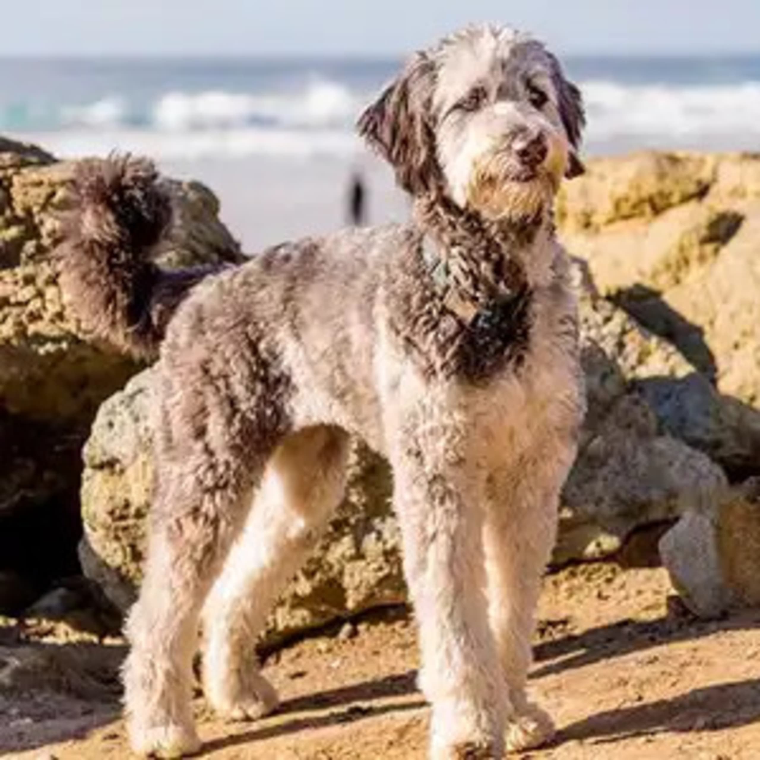 Aussiedoodle
