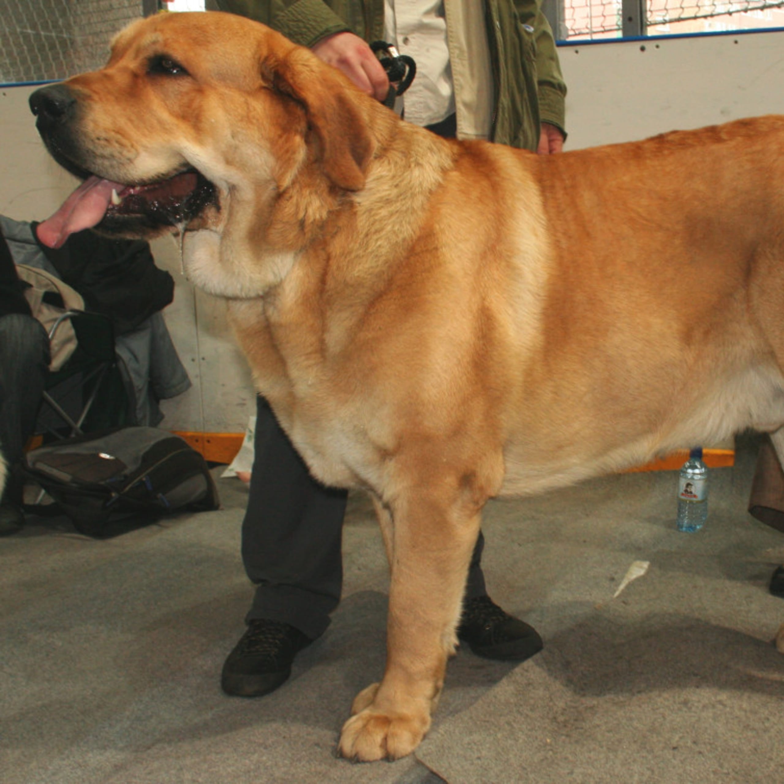 Spanish Mastiff