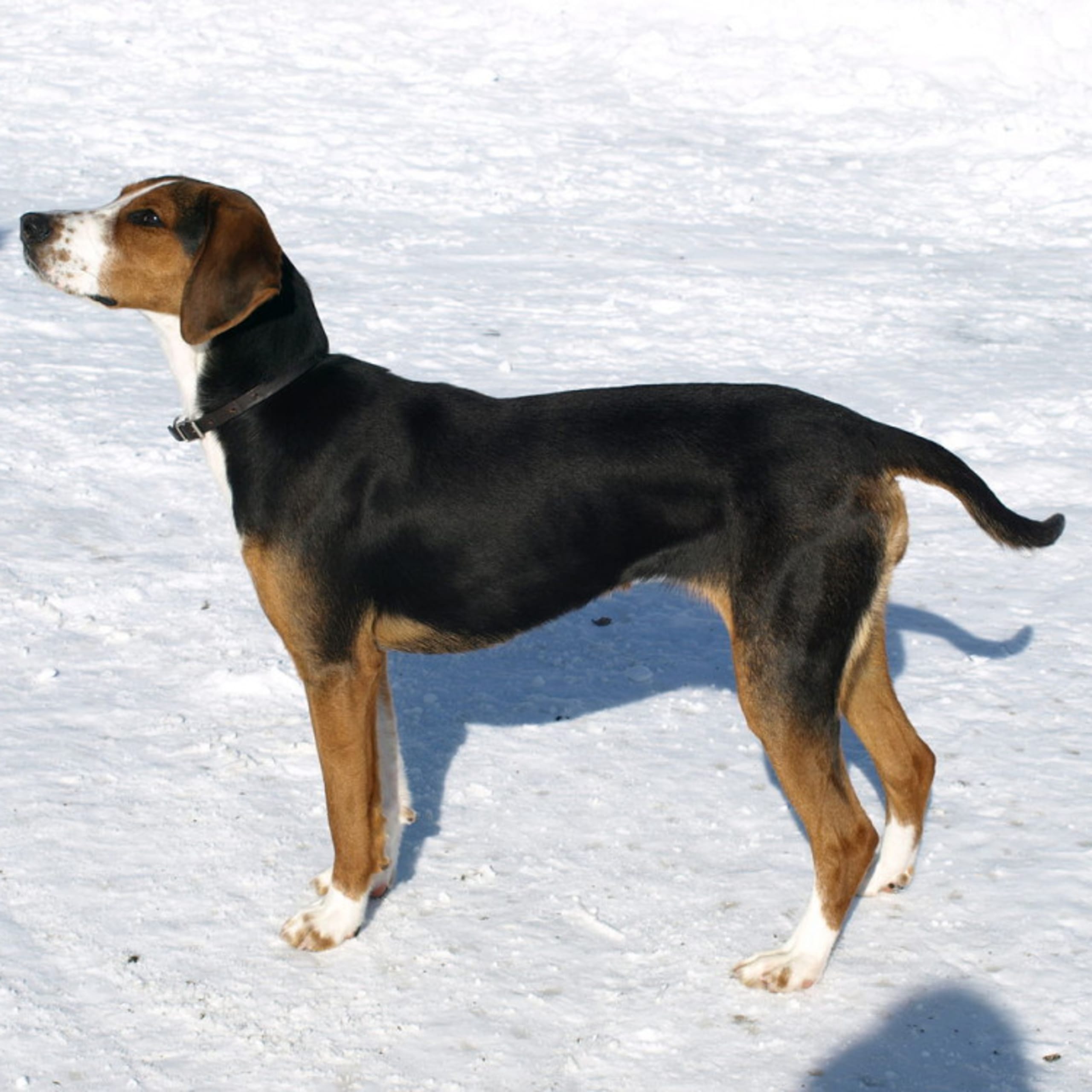 Finnish Hound