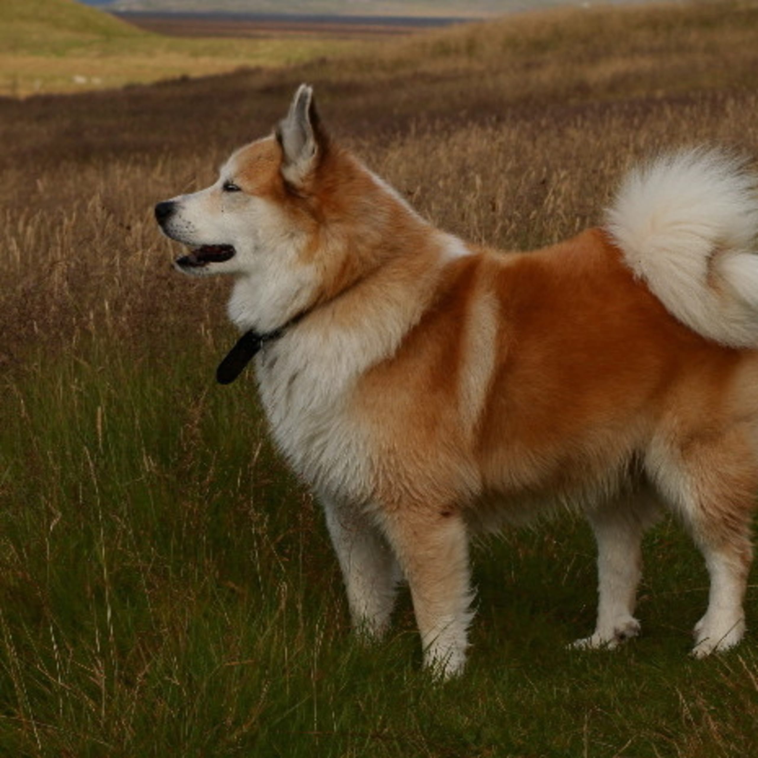 Icelandic Sheepdog