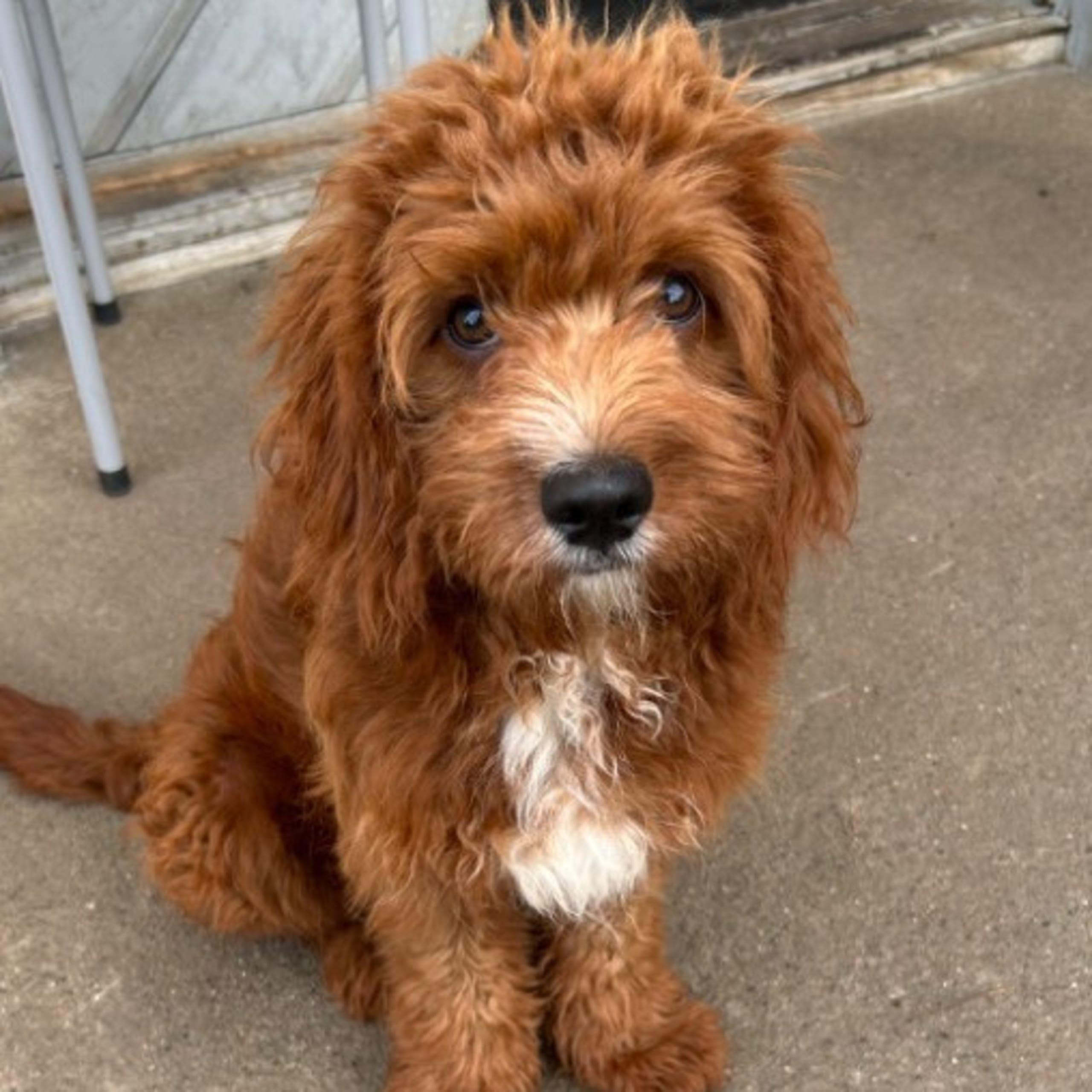 Cavapoo