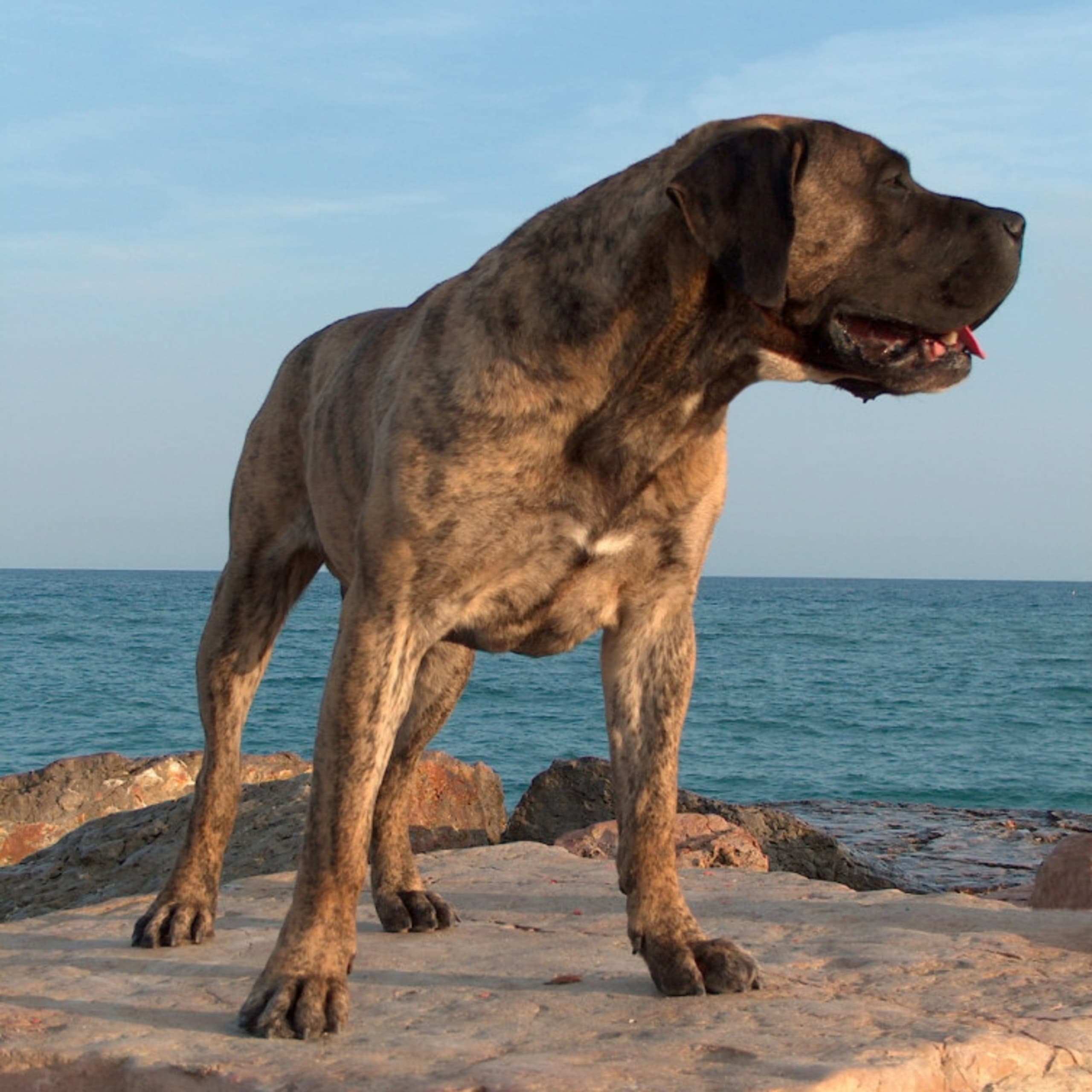 Presa canario