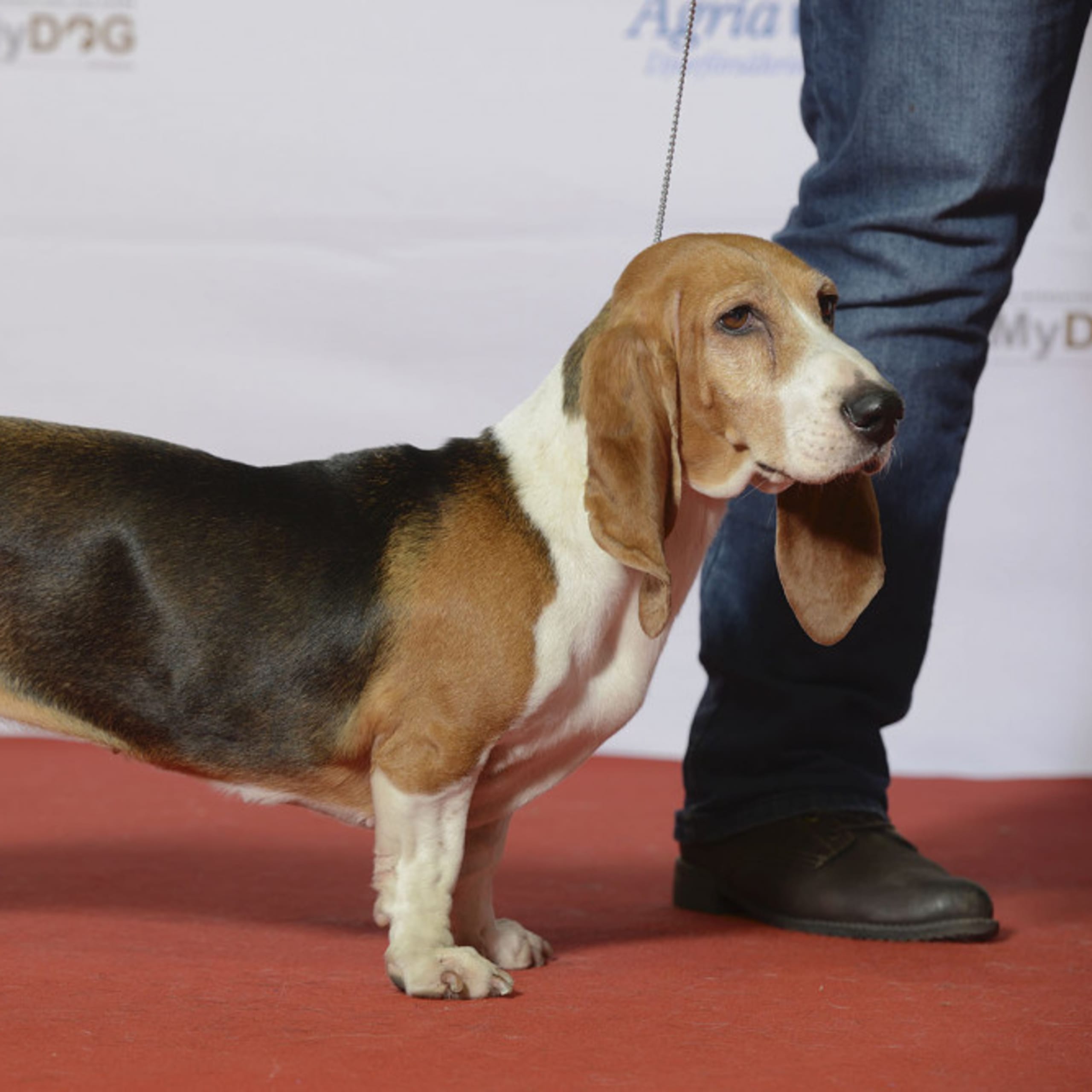 Basset artésien normand