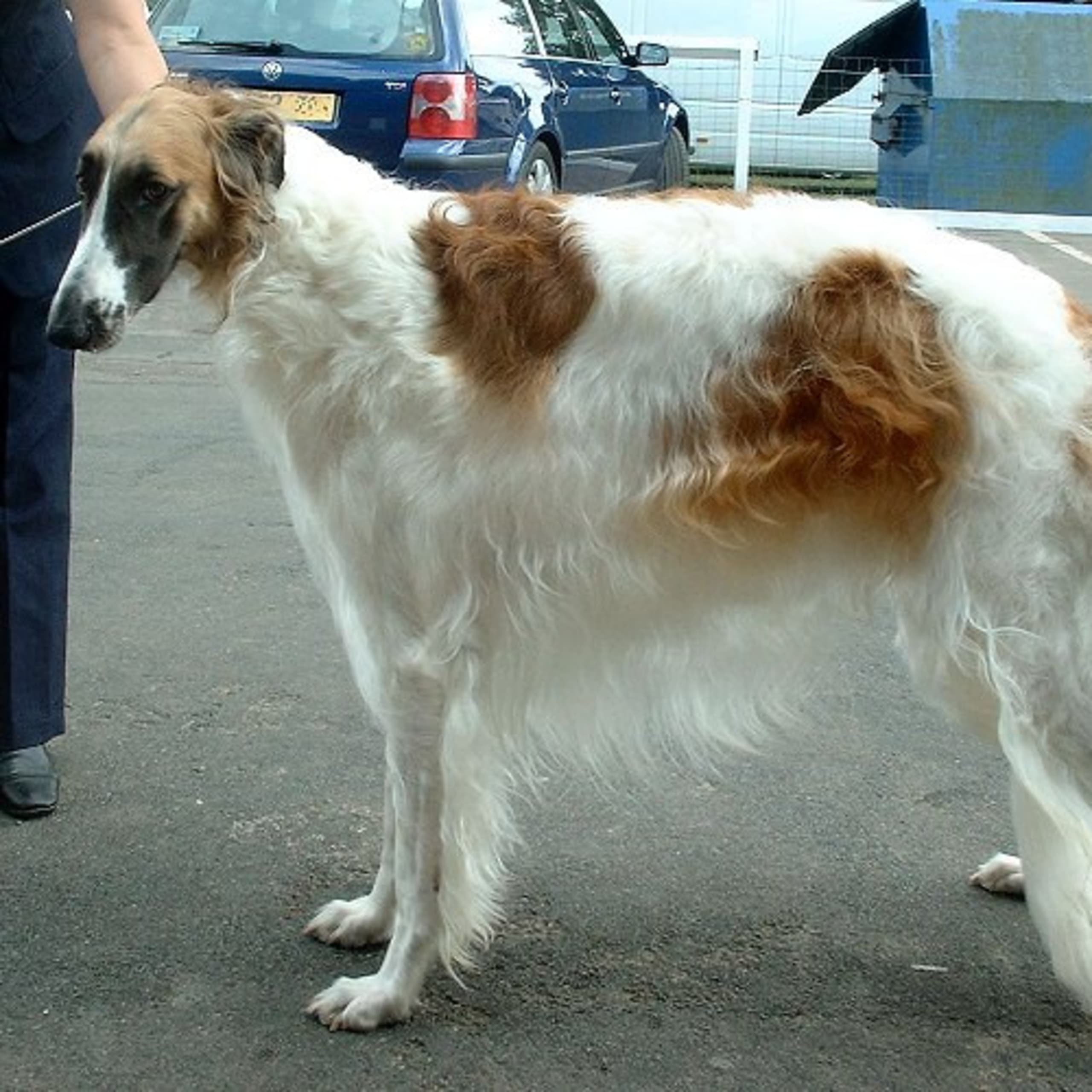 Borzoi