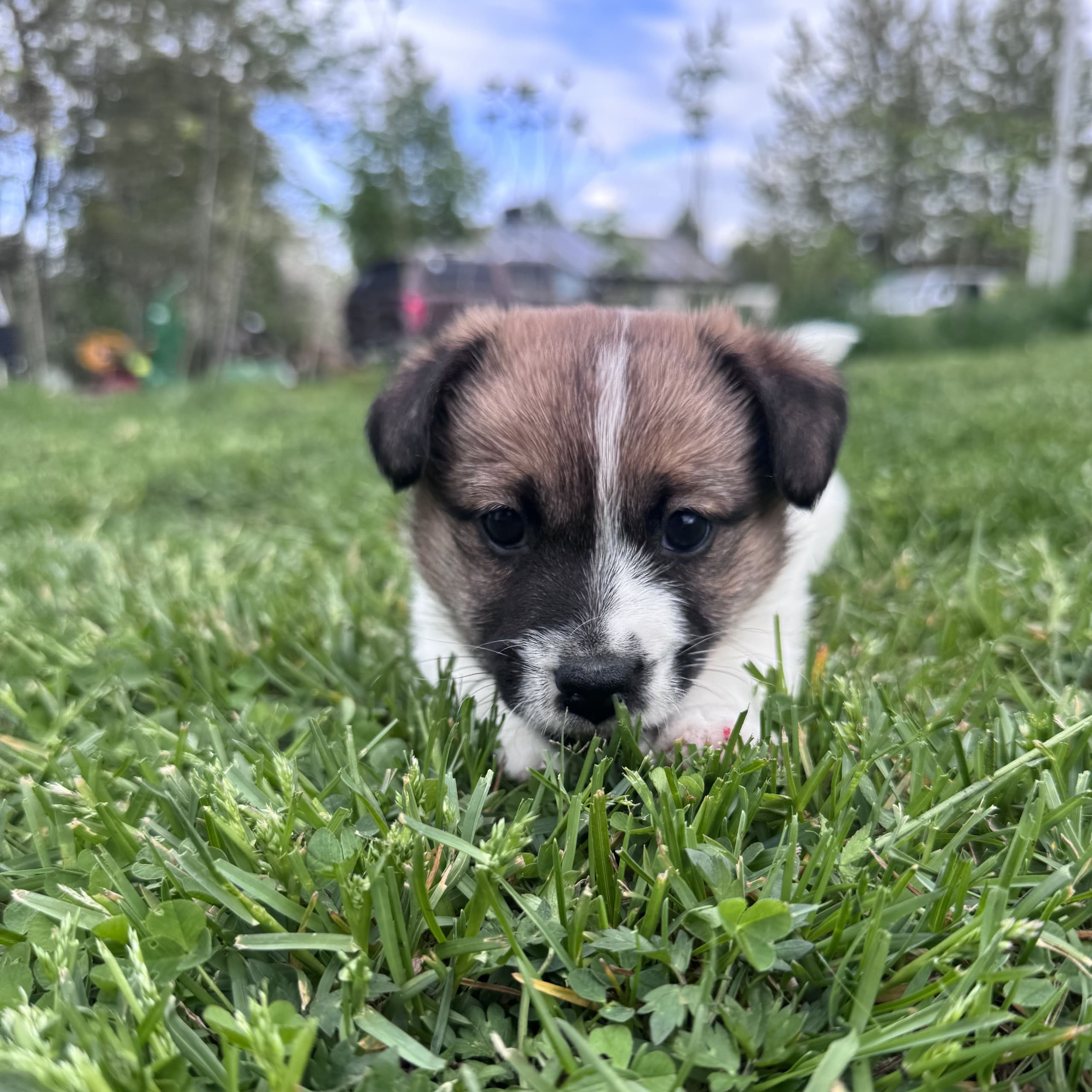 Jack russell terrier