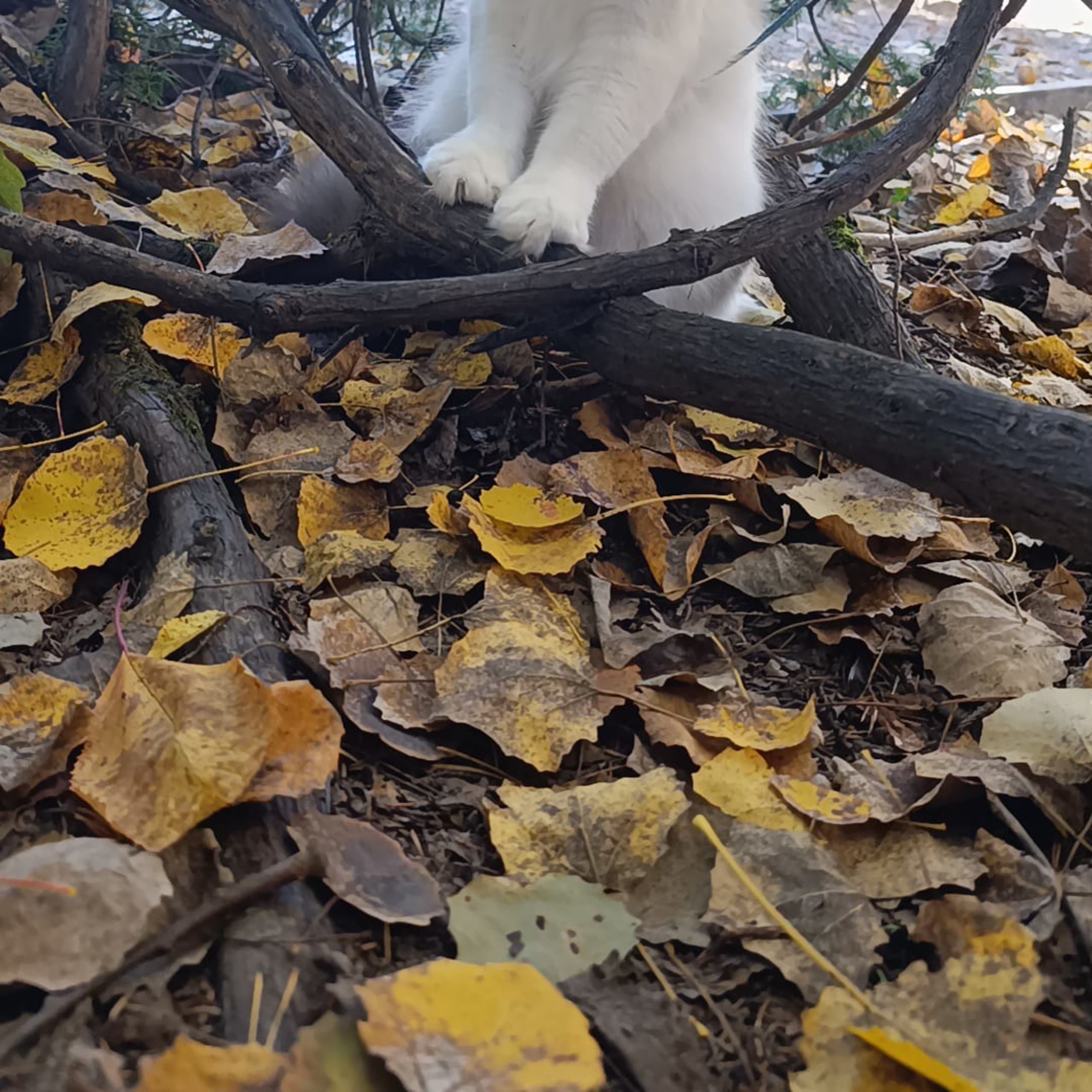 Ragdoll