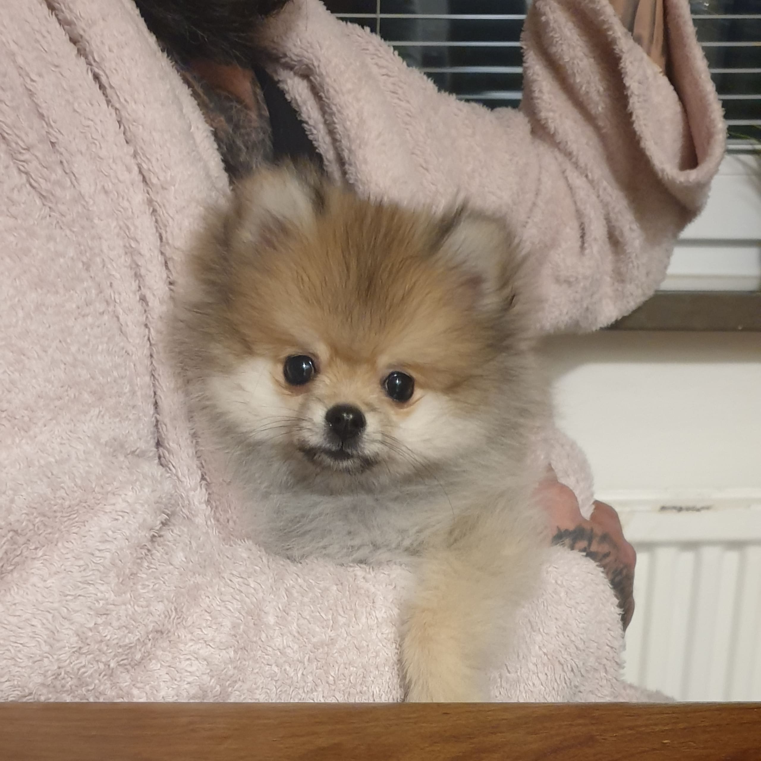 Pomeranian