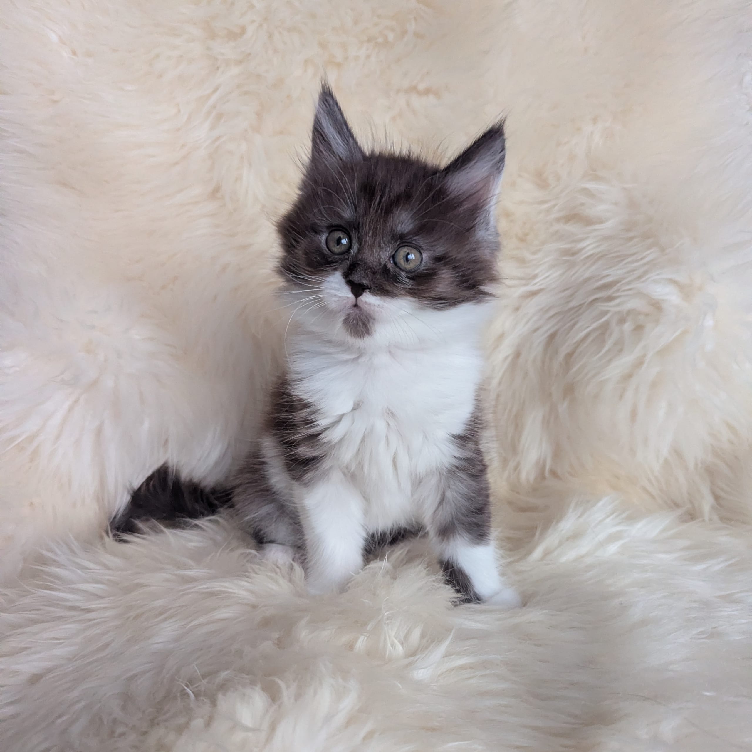 Maine Coon
