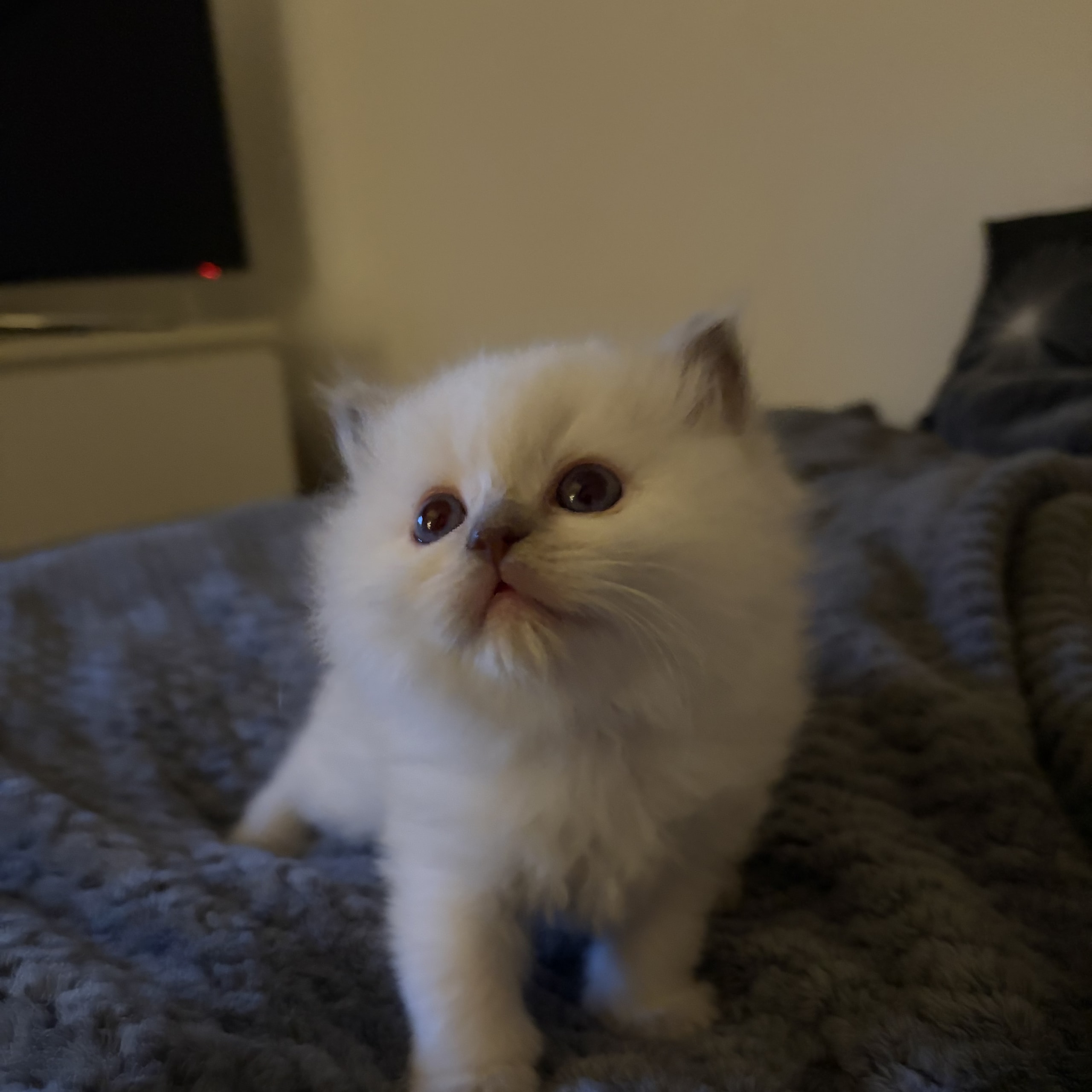 Ragdoll