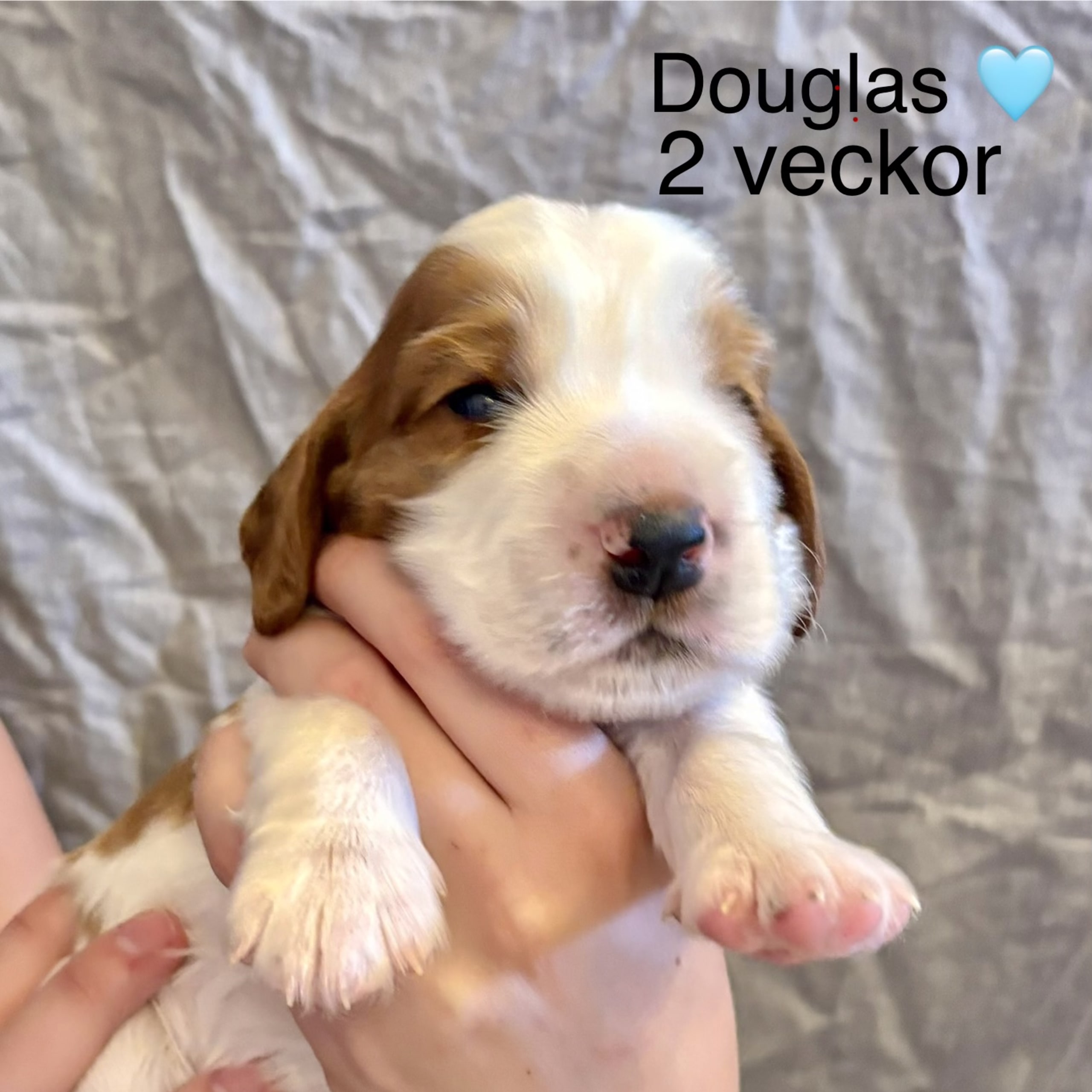 Welsh springer spaniel