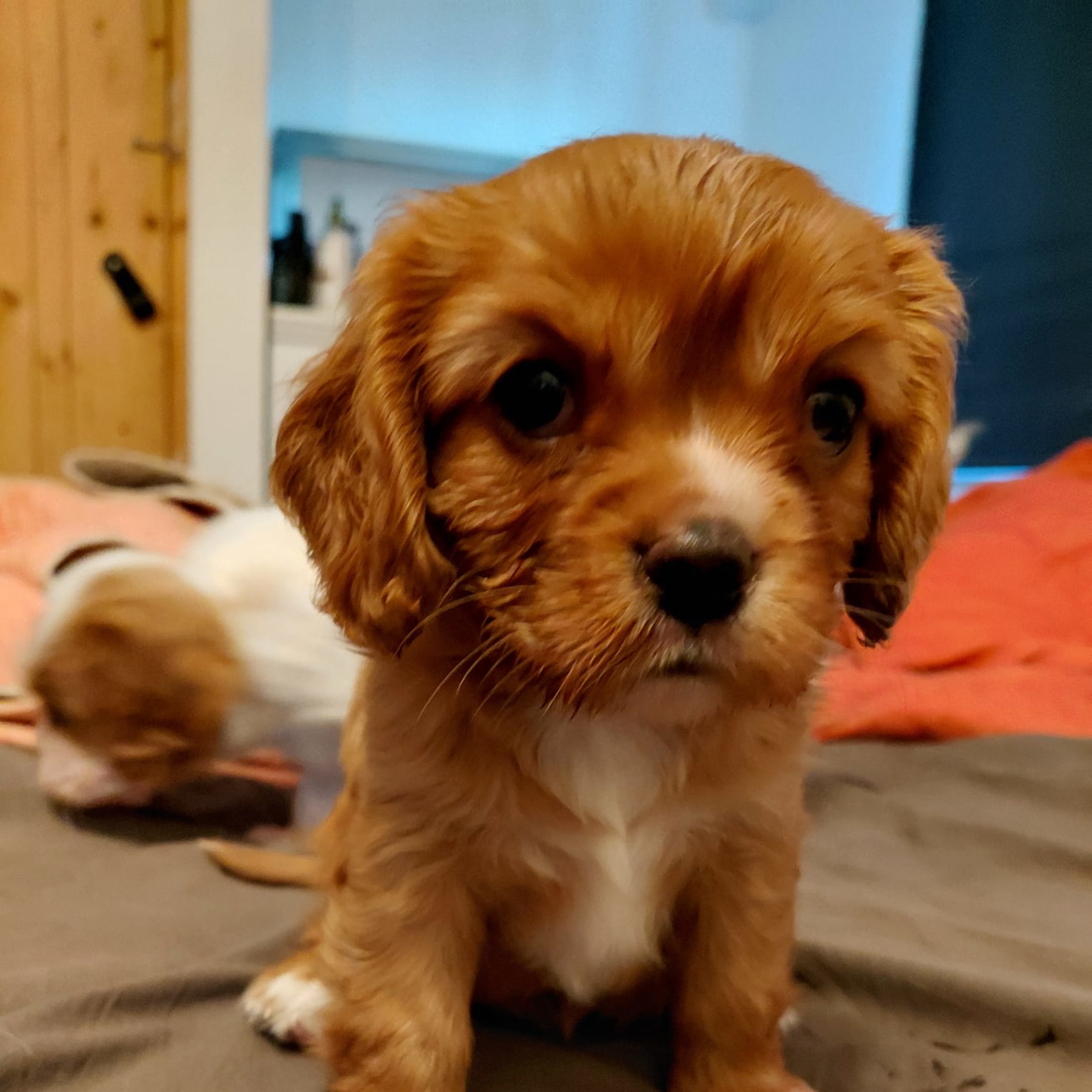 Cavalier king charles spaniel