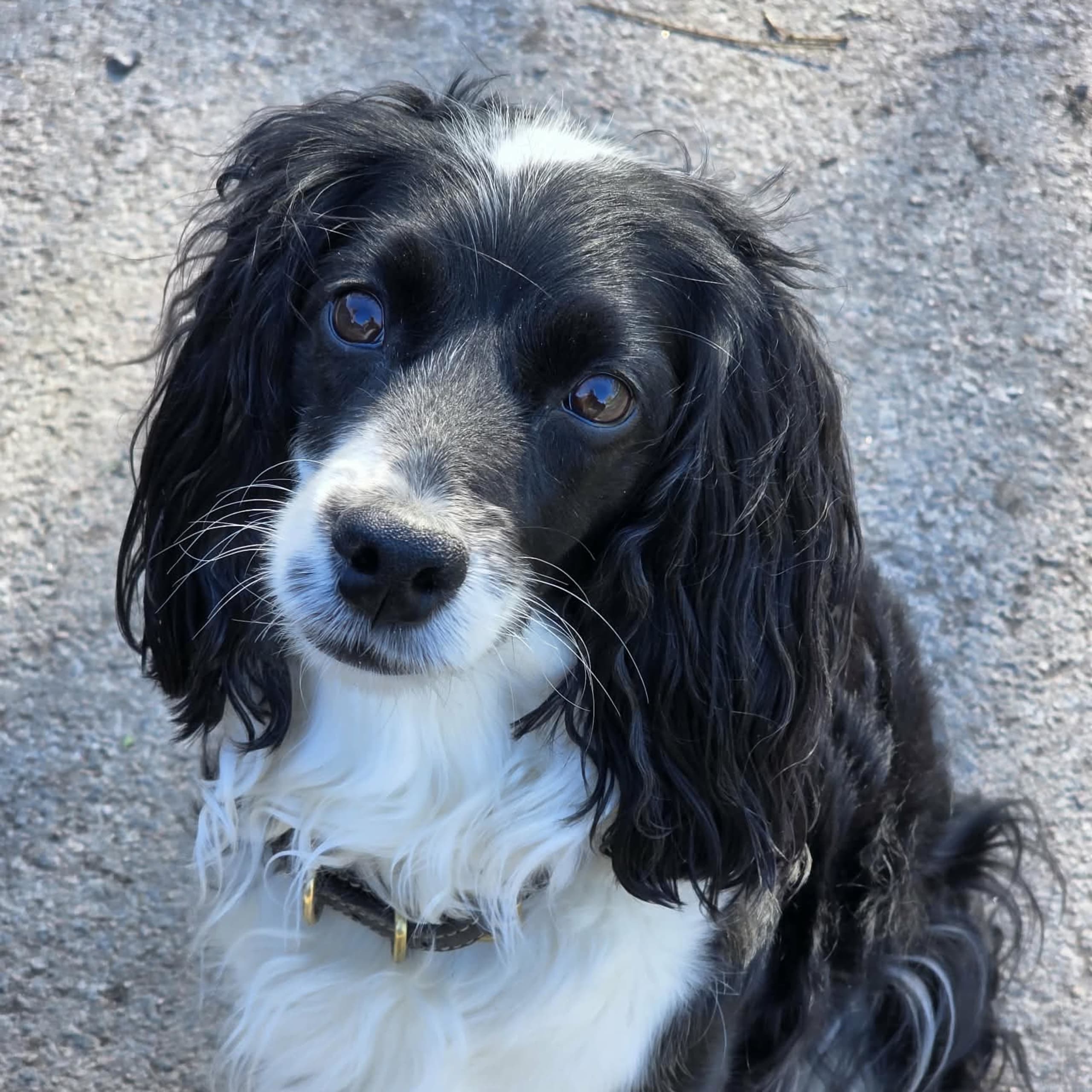 Cockerpoo