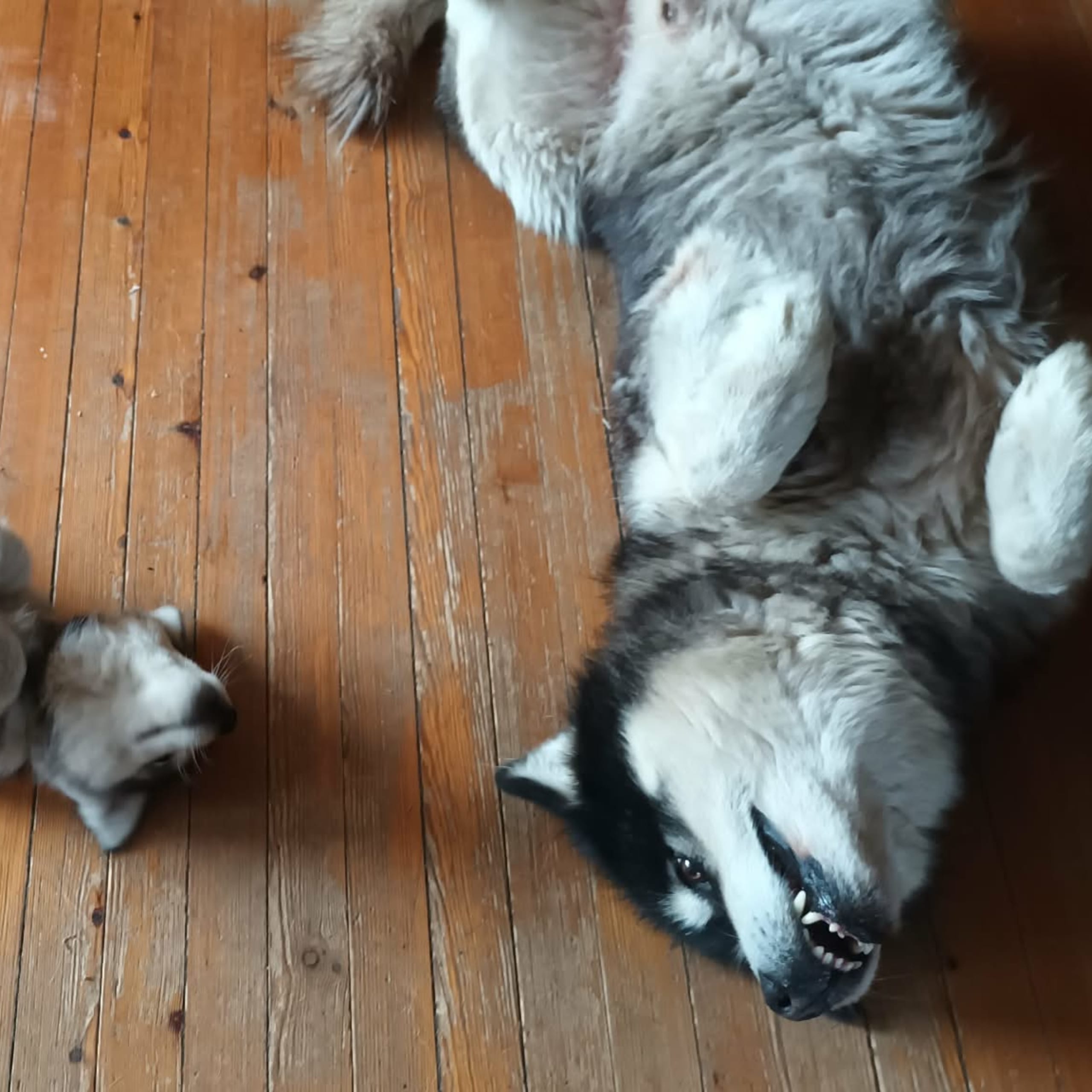 Alaskan malamute