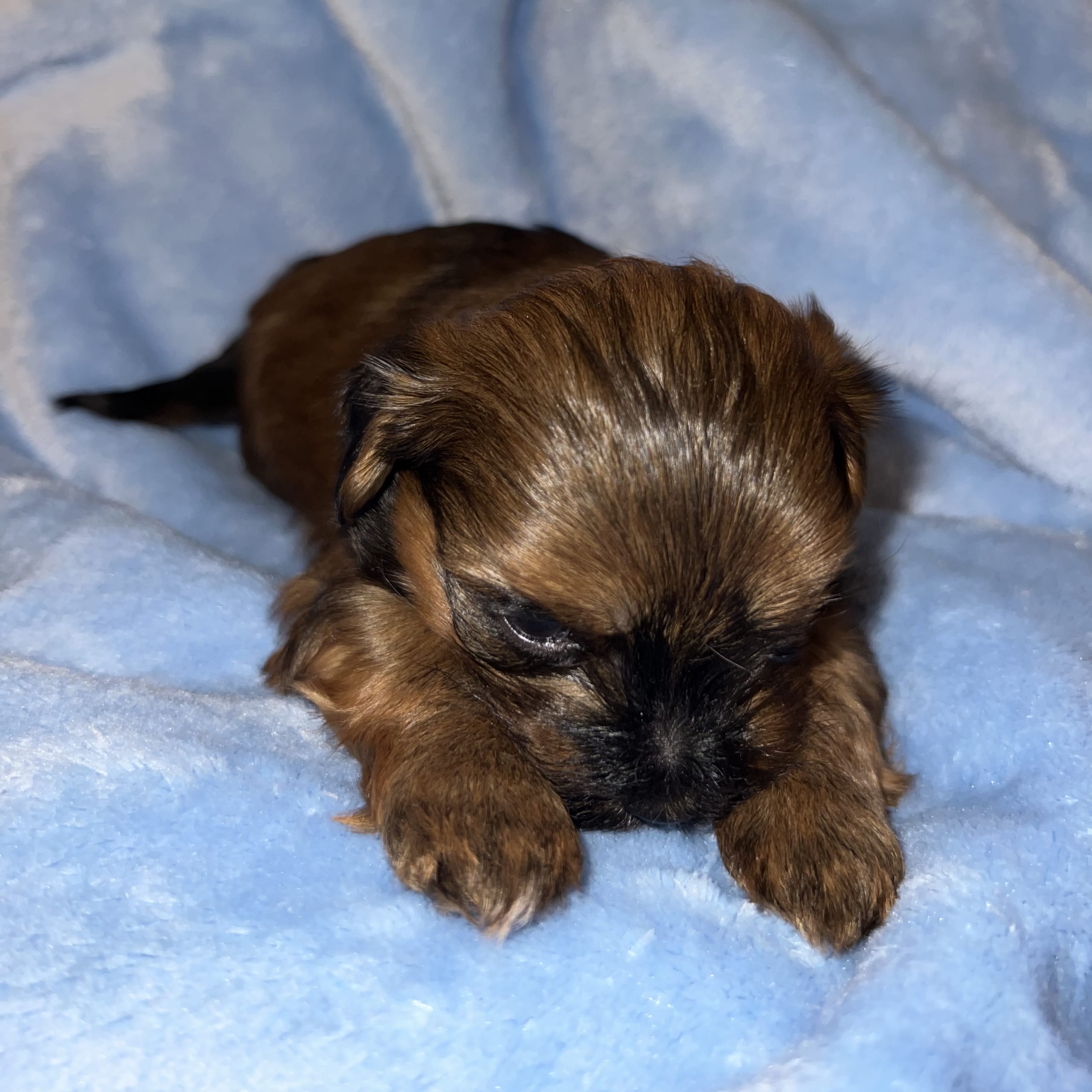 Havanese