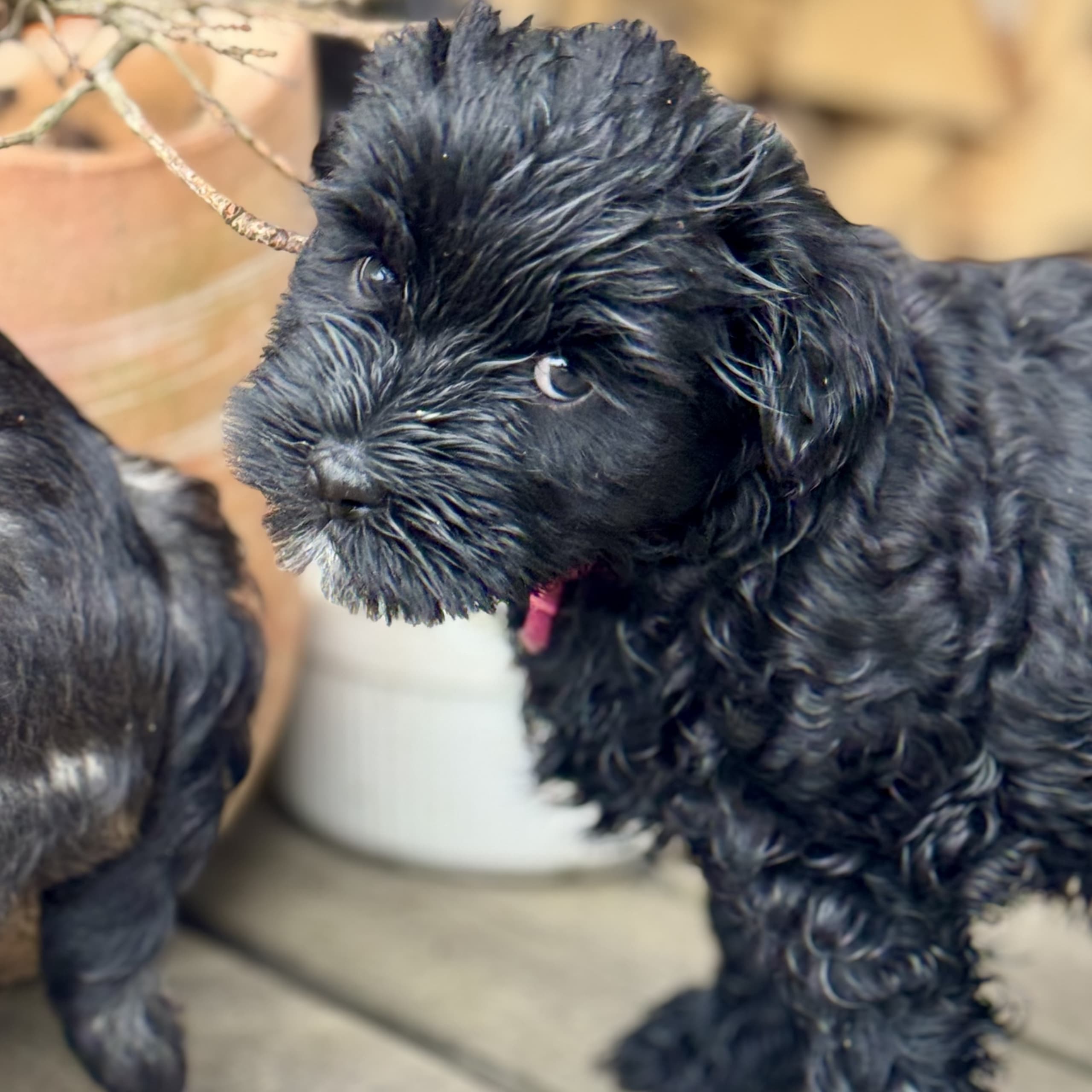 Tibetansk terrier
