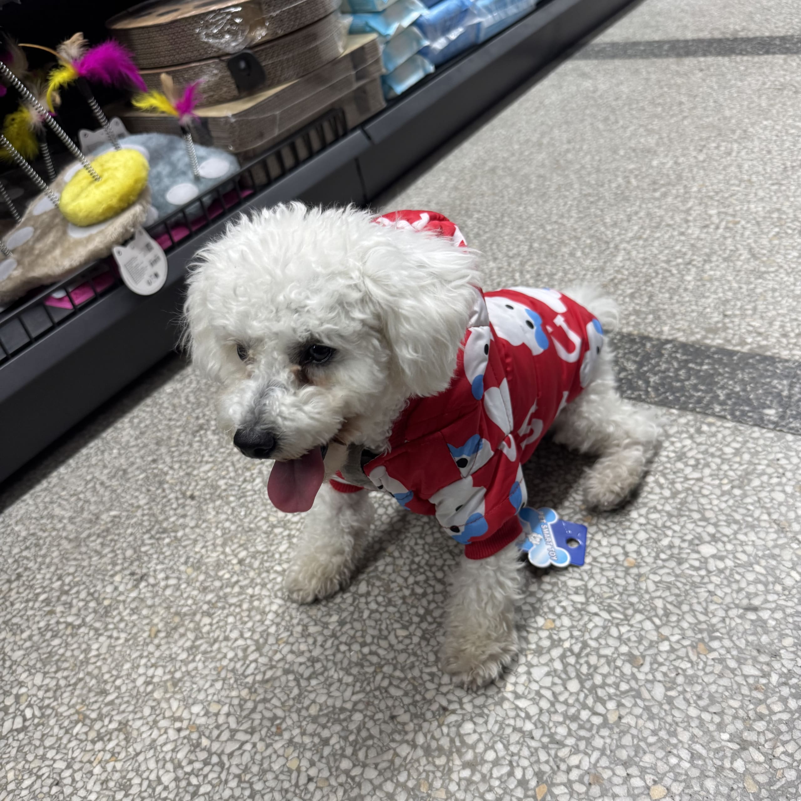 Bichon frisé