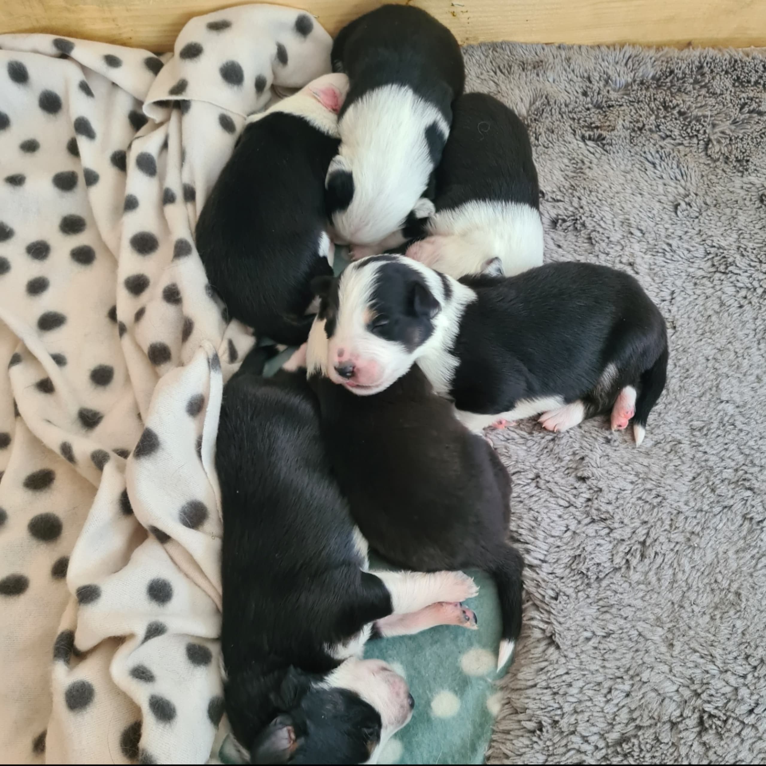 Border collie