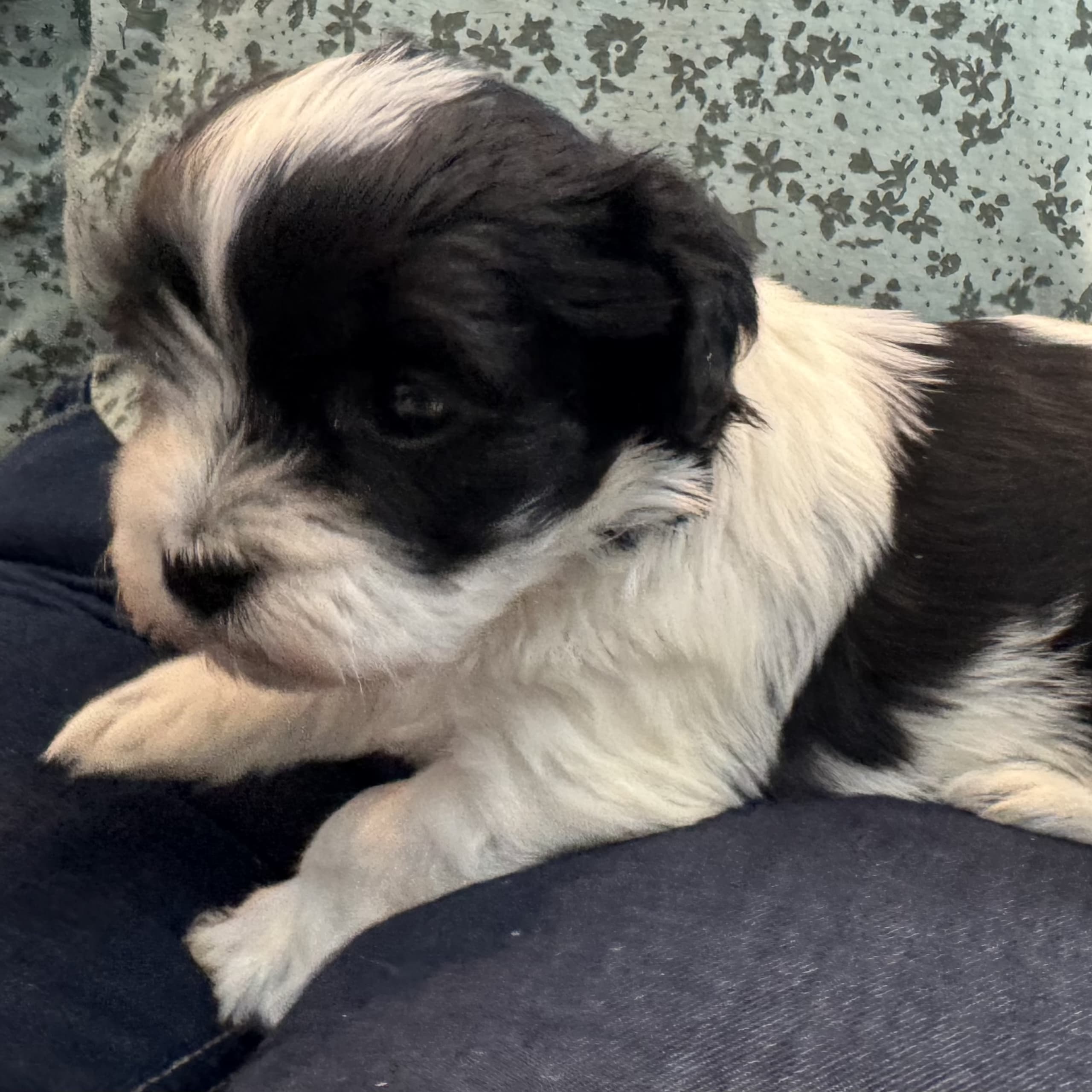 Havanese