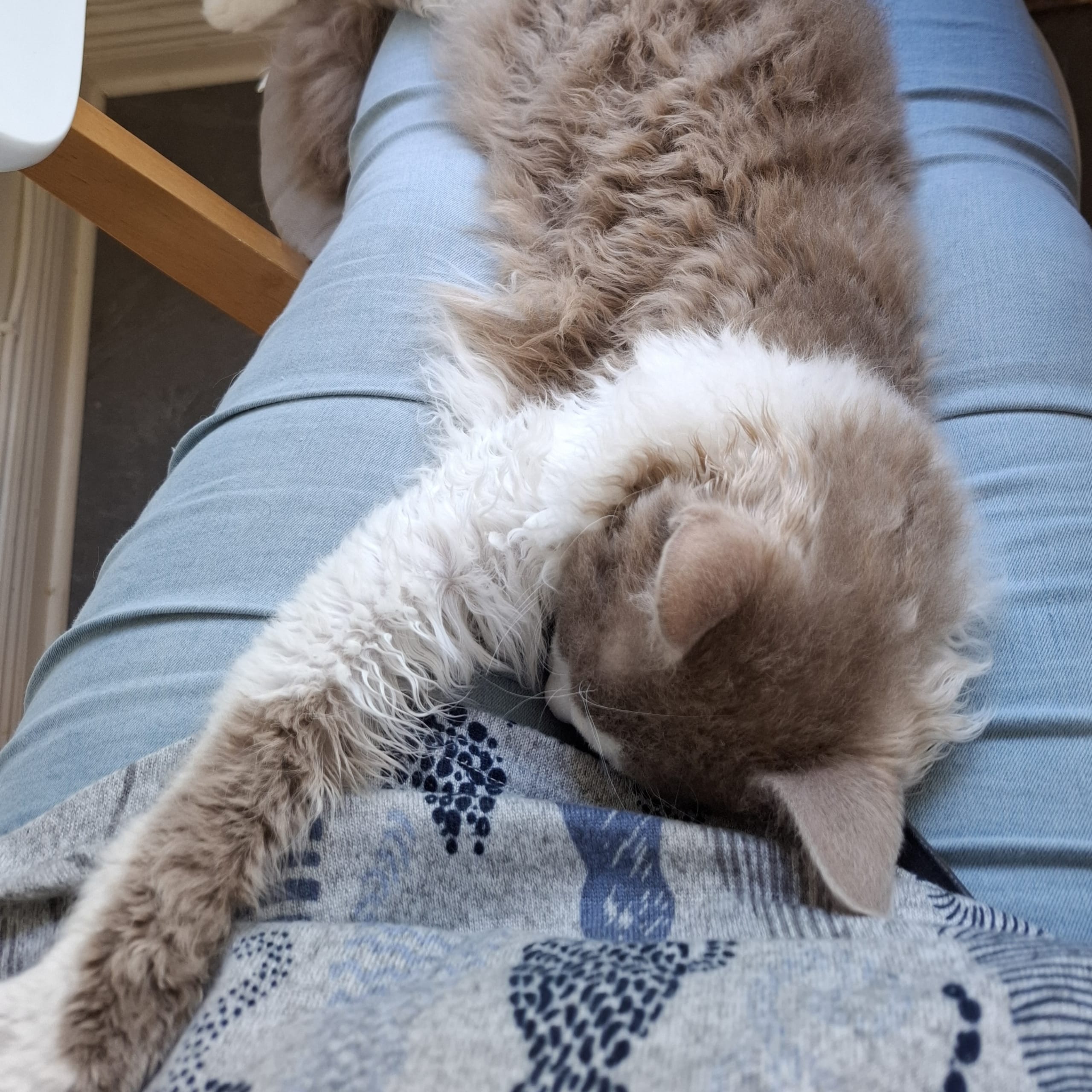 SE*Amazing Curls