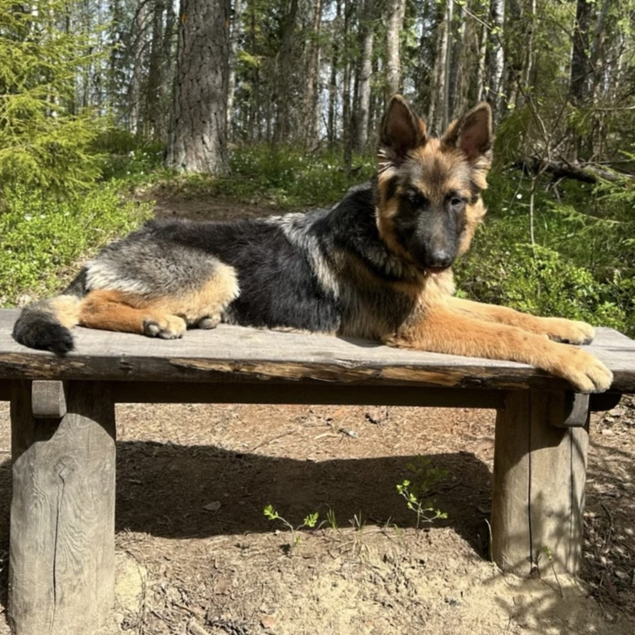 Tysk Schäferhund