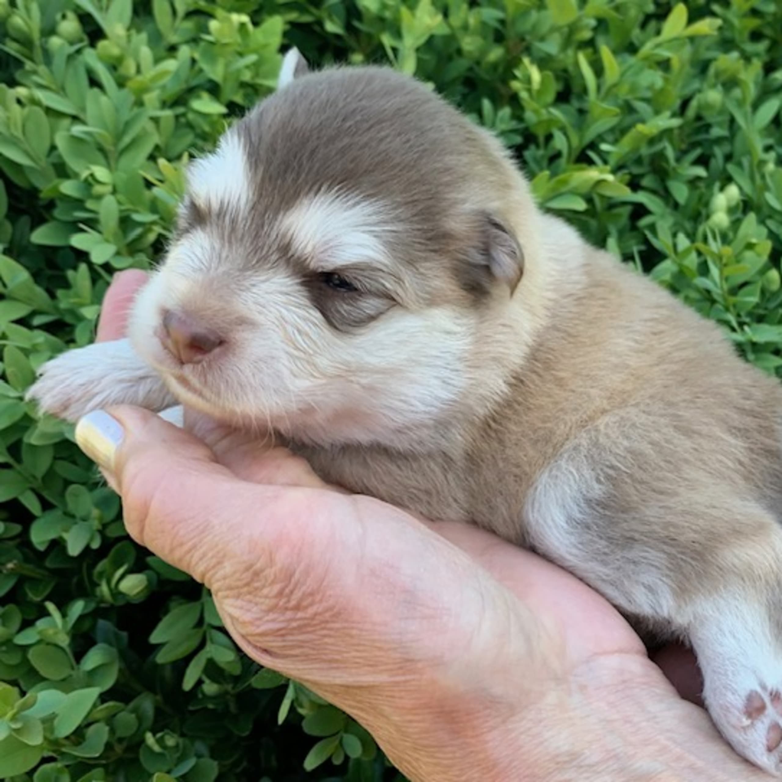 Finsk lapphund
